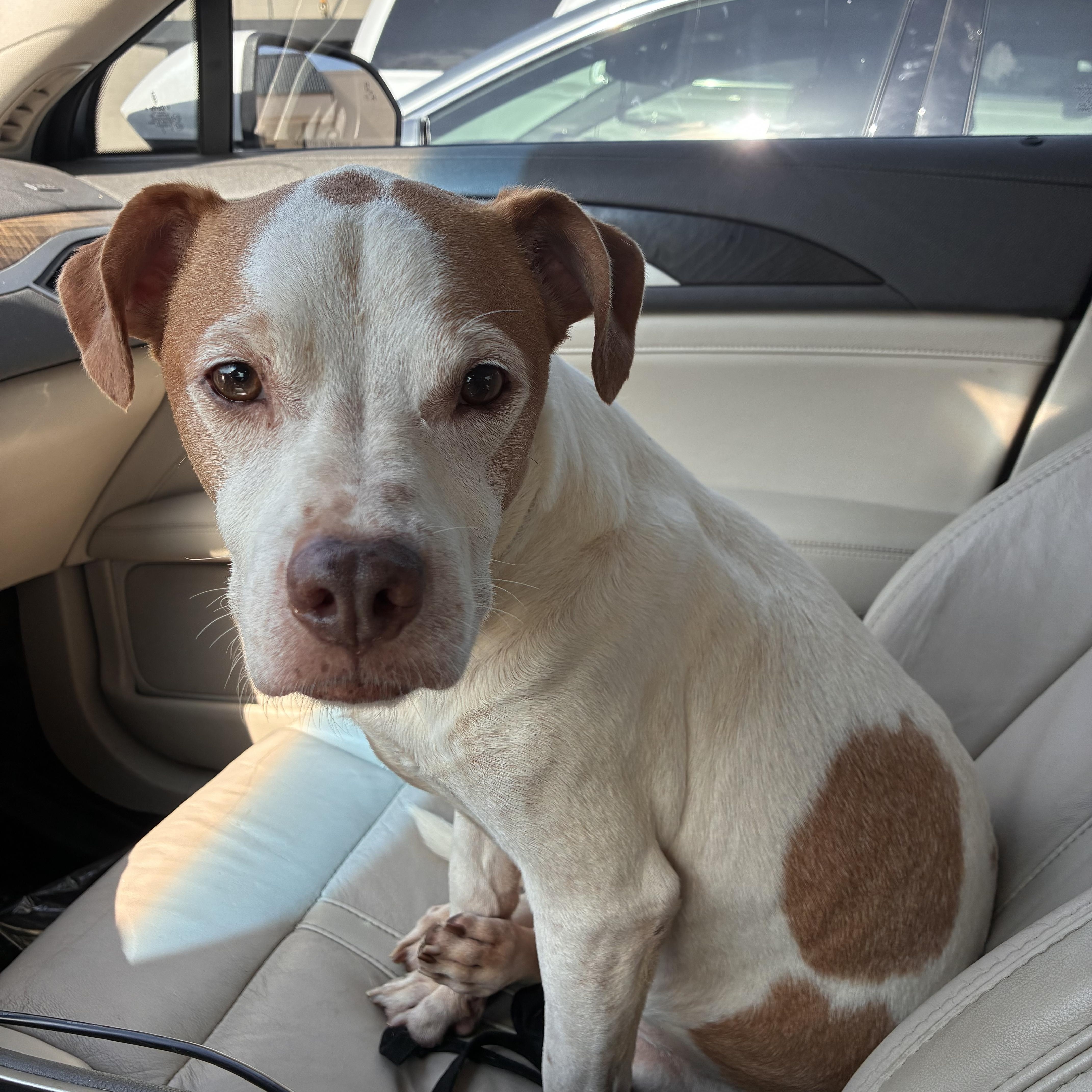 Bishop, adopted, Senior Male American Staffordshire Terrier.