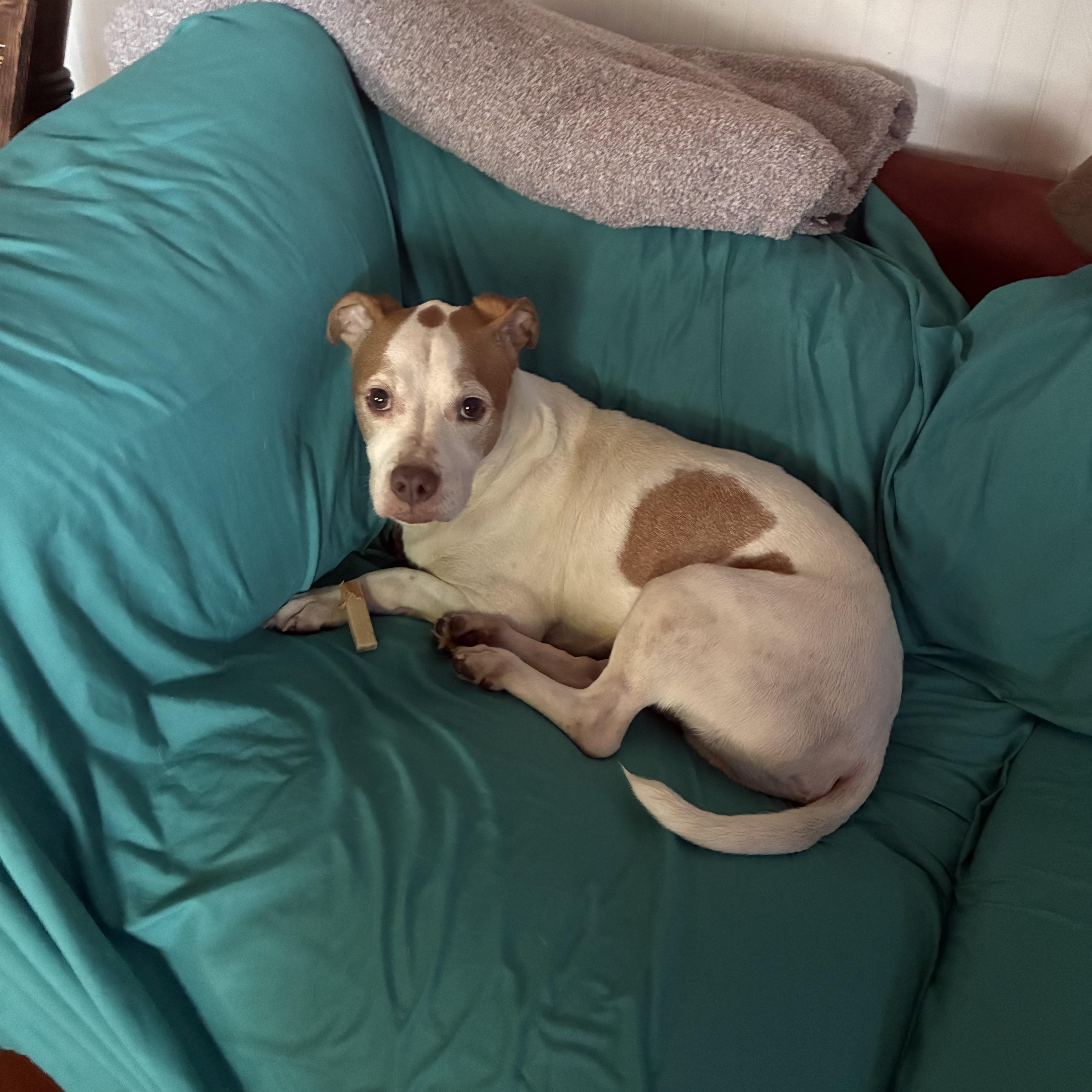 Enlarge Bishop, an adopted American Staffordshire Terrier in Plano, TX image 3/3