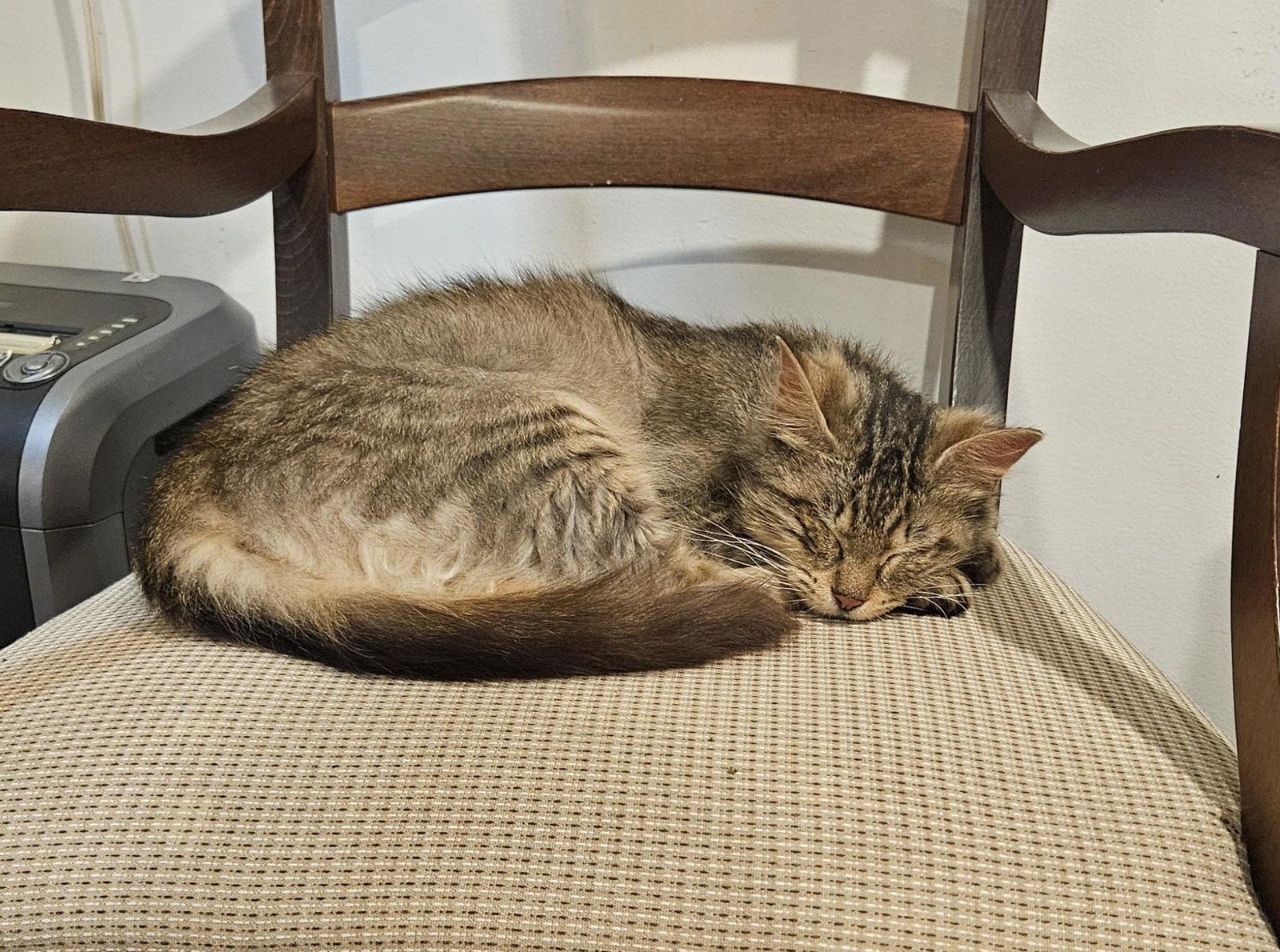 Molly, Adoptable, Young Female Domestic Medium Hair.