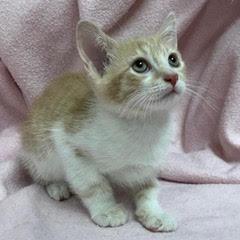 Huron, Baby Male Tabby