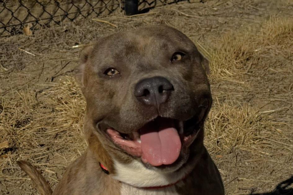 HAM SLICE, Adoptable, Adult Male Pit Bull Terrier.