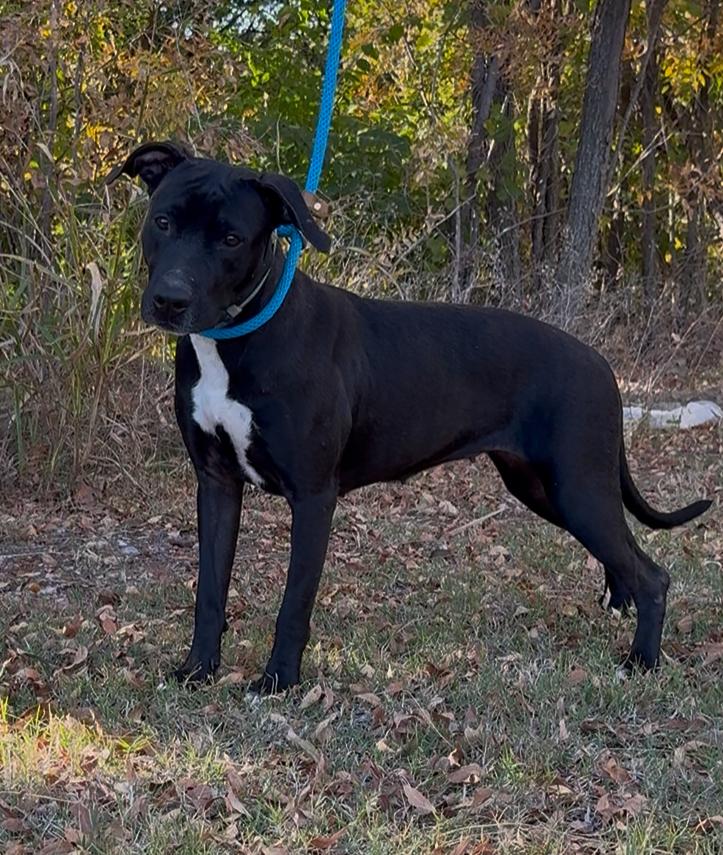 Enlarge Daisy, a Adoptable mixed breed in Oklahoma City, OK image 1/2