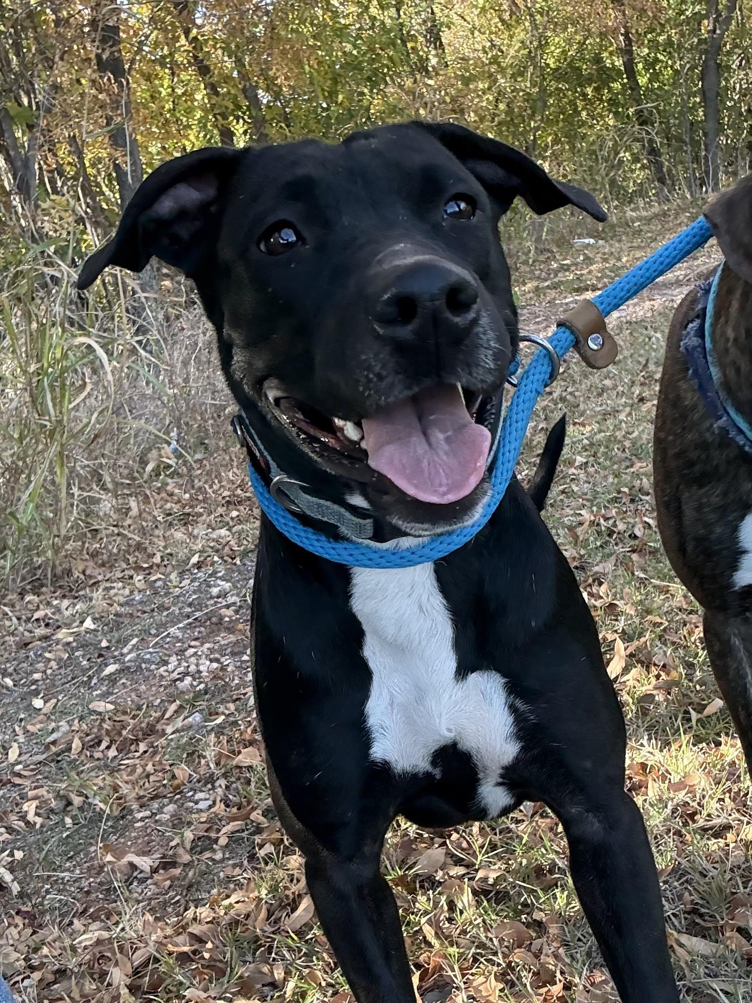 Enlarge Daisy, a Adoptable mixed breed in Oklahoma City, OK image 2/2