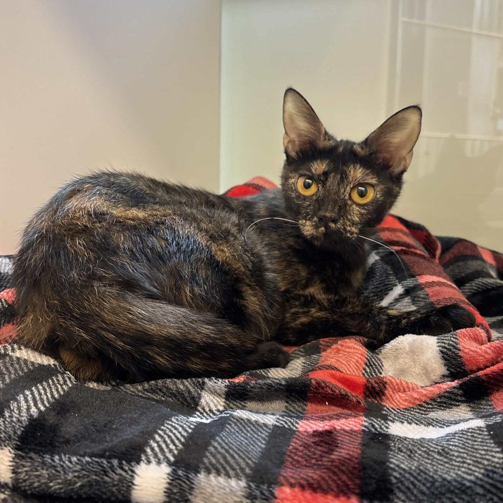 Glimmer, Adoptable, Young Female Domestic Short Hair.