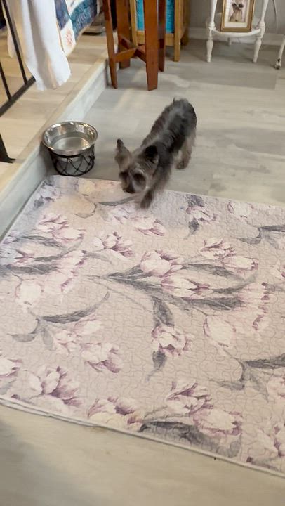 Enlarge Cora, a Adoptable Yorkshire Terrier in Hainesport, NJ video 6/6