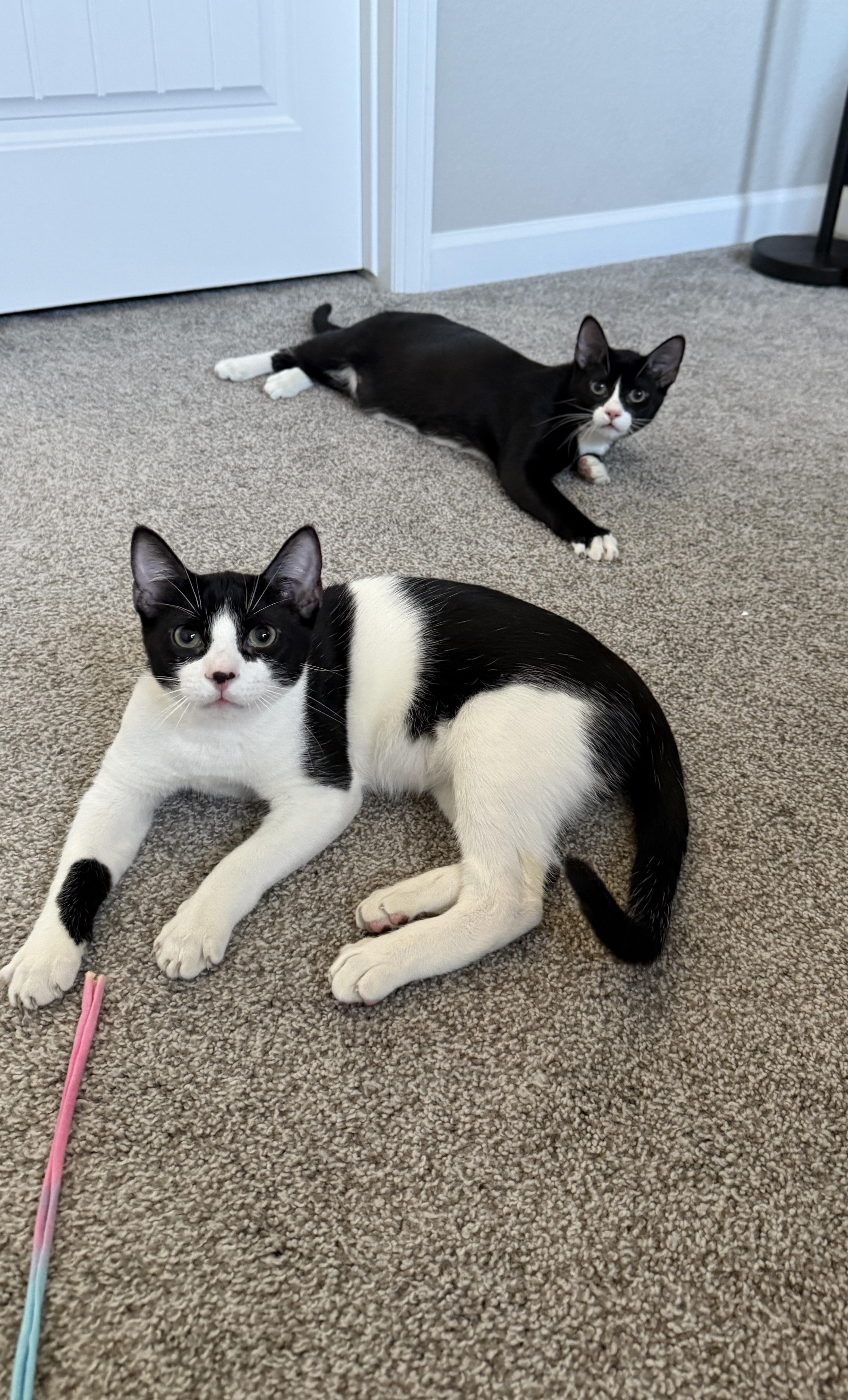 Link (bonded to Sylvester)