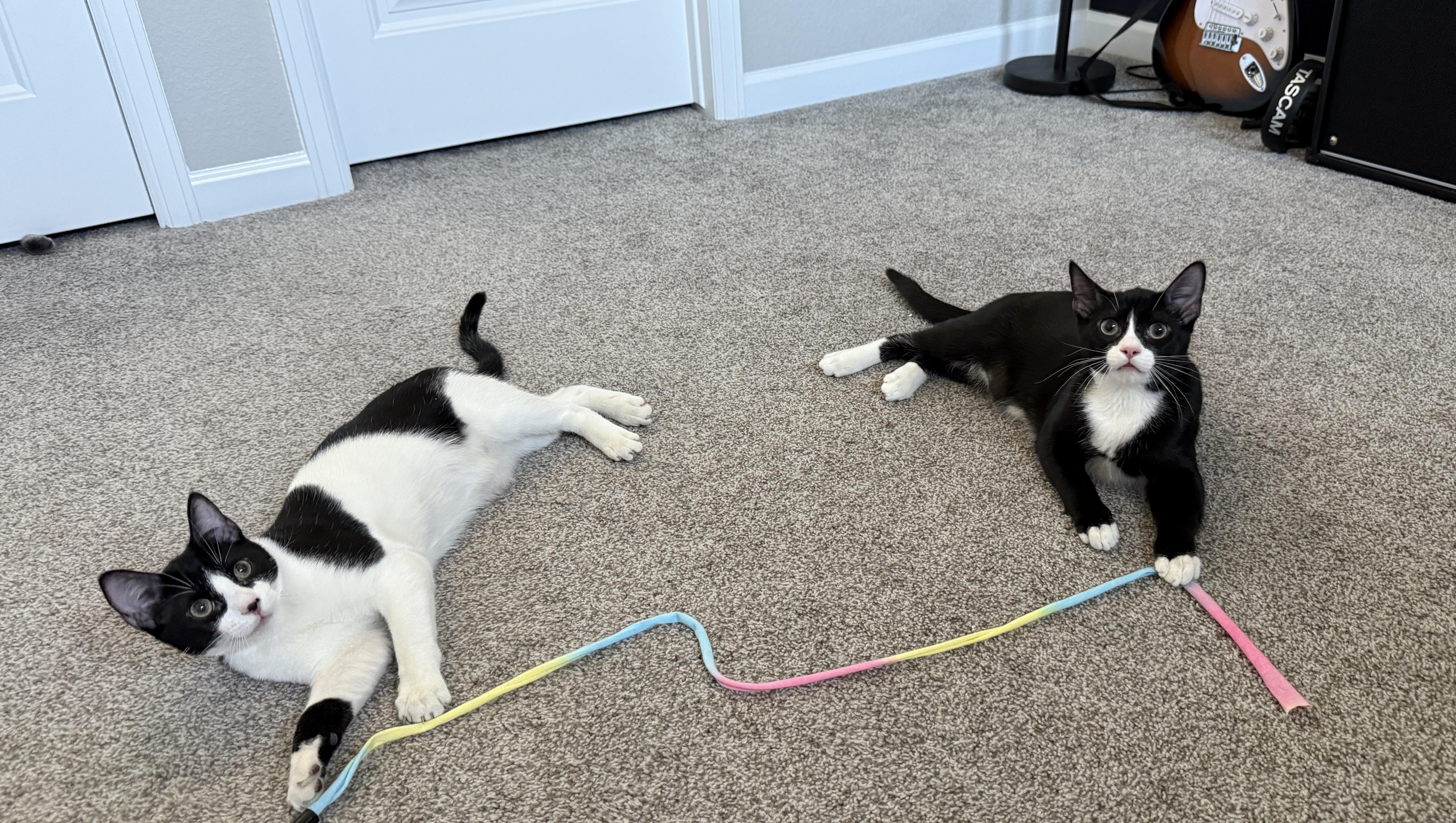 Link (bonded to Sylvester)