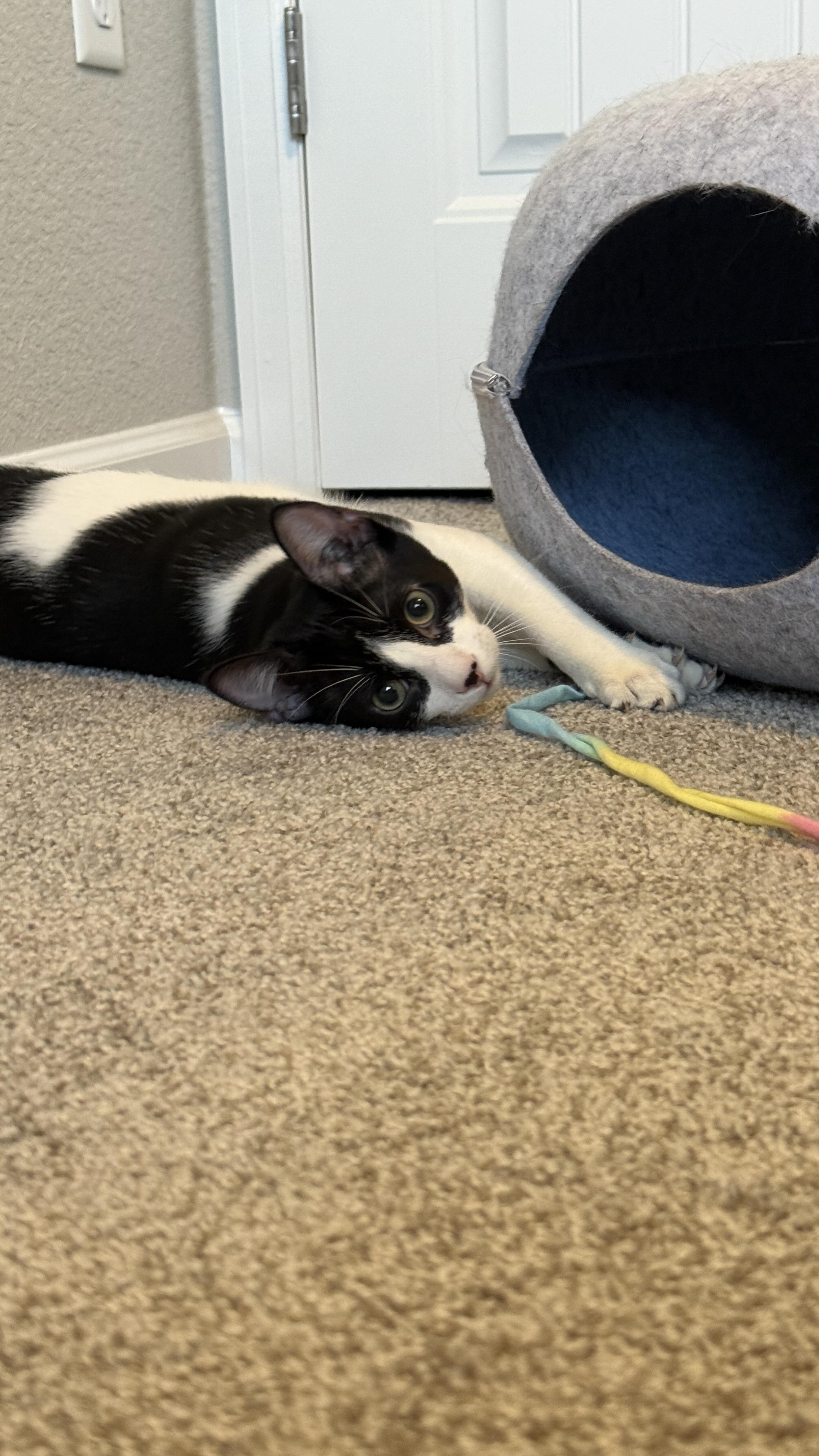 Link (bonded to Sylvester)