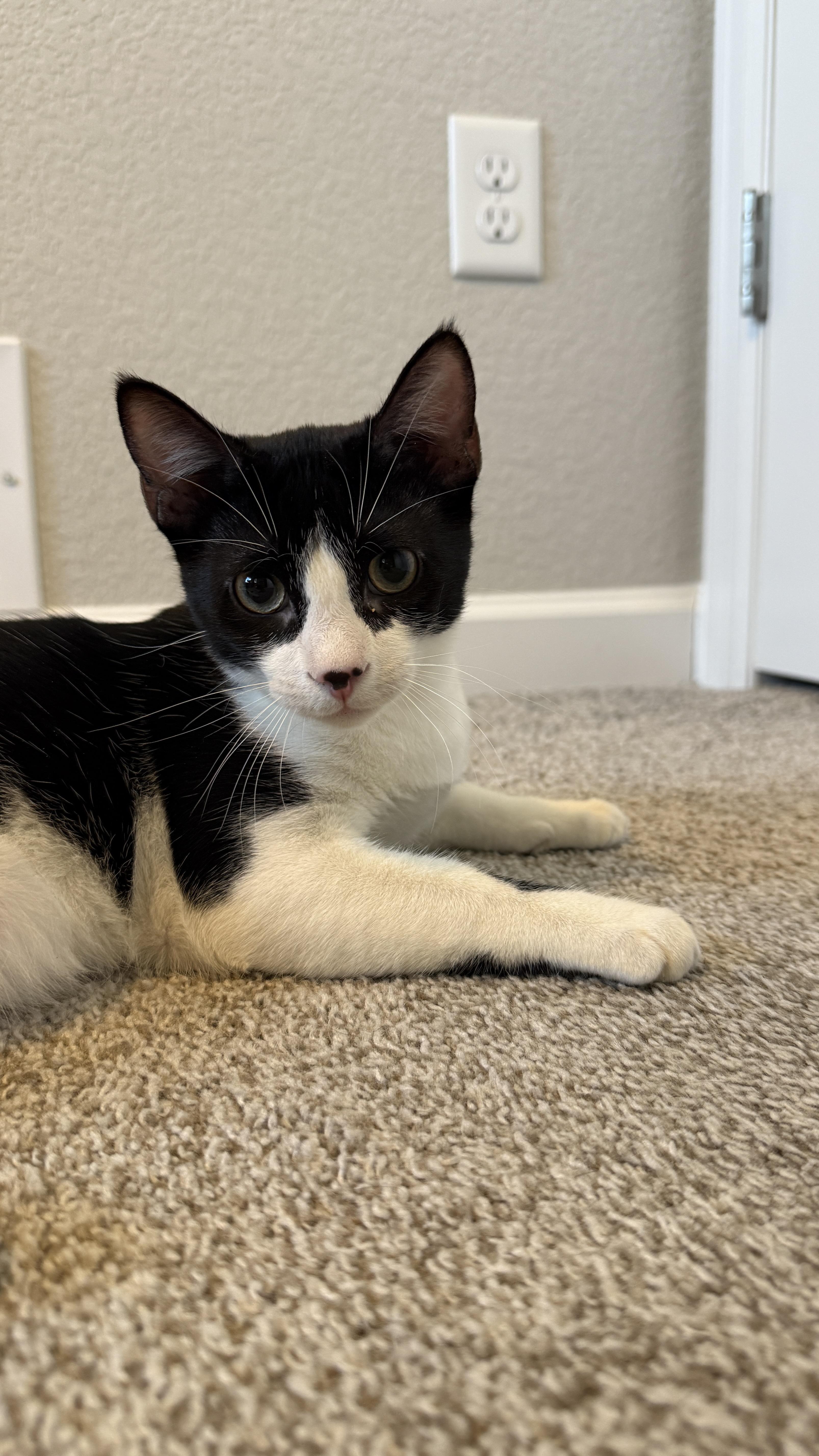 Link (bonded to Sylvester)