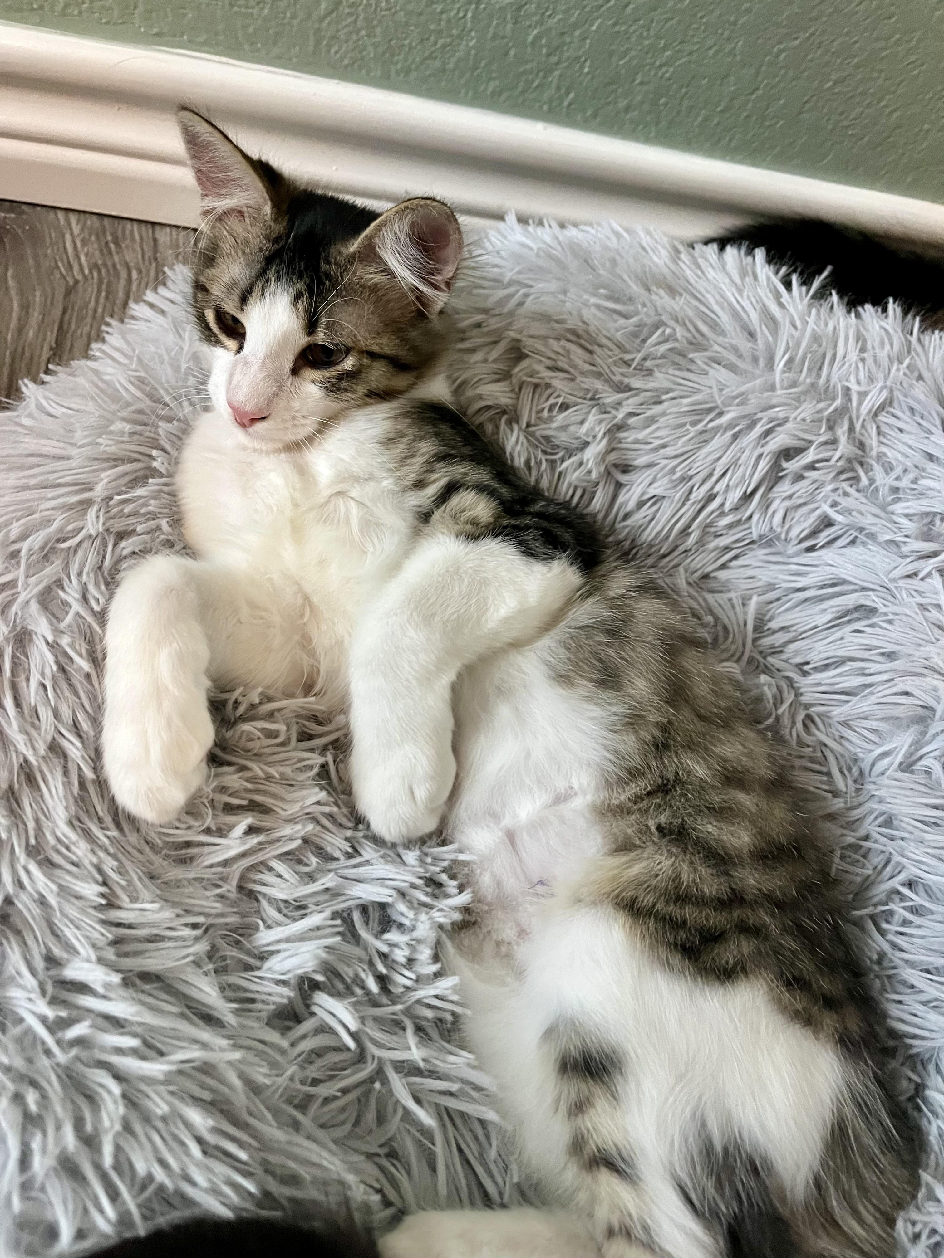 KIWI - LAPCAT LOVEBUG, a Adoptable Domestic Medium Hair in Plano, TX image 5/6