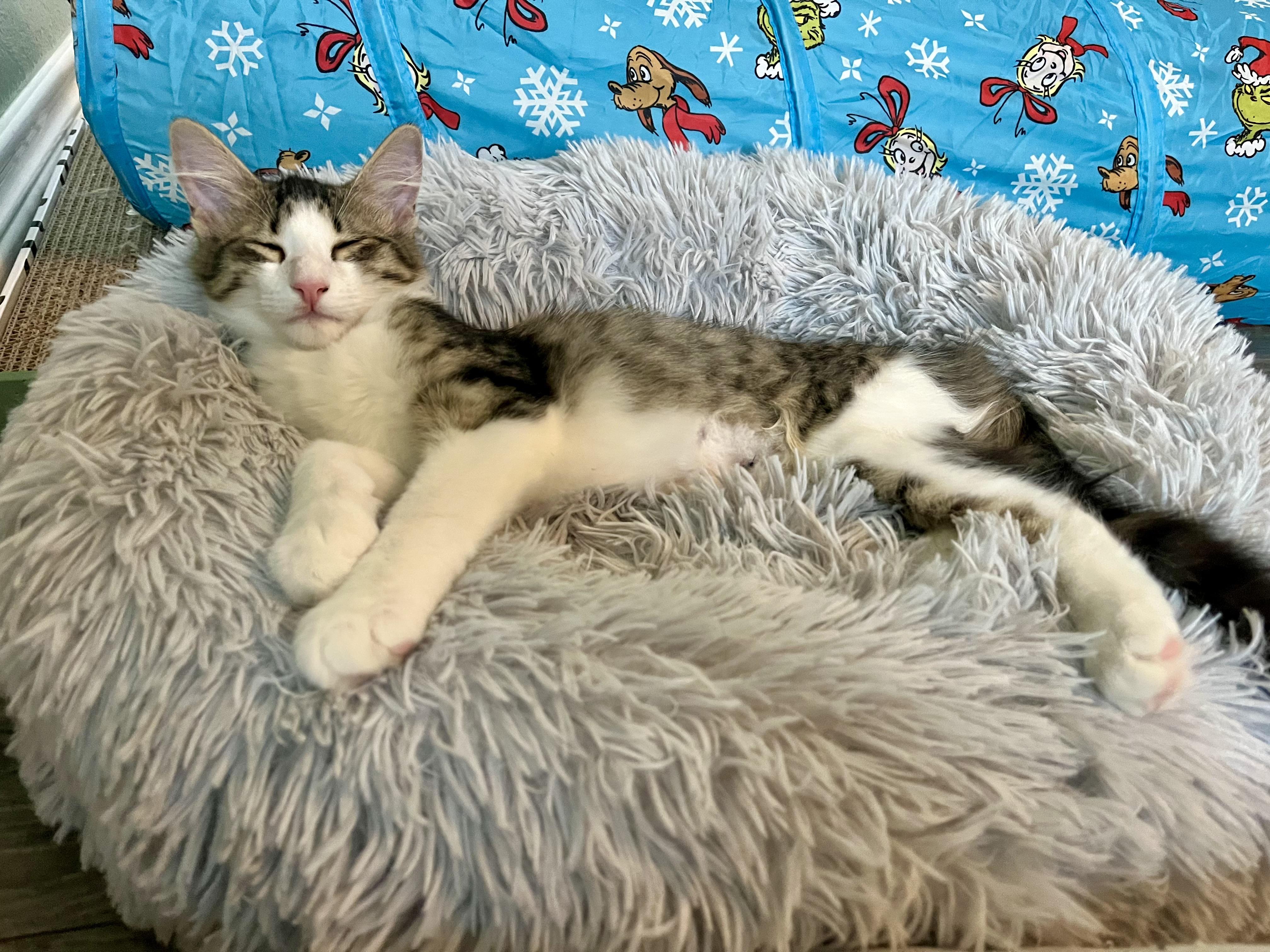 KIWI - LAPCAT LOVEBUG, a Adoptable Domestic Medium Hair in Plano, TX image 6/6