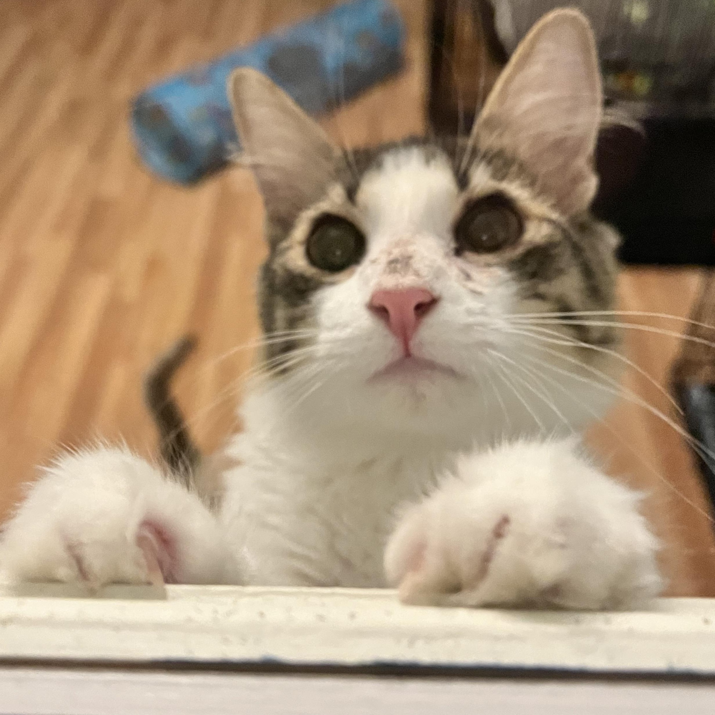 KIWI - LAPCAT LOVEBUG, a Adoptable Domestic Medium Hair in Plano, TX image 2/6