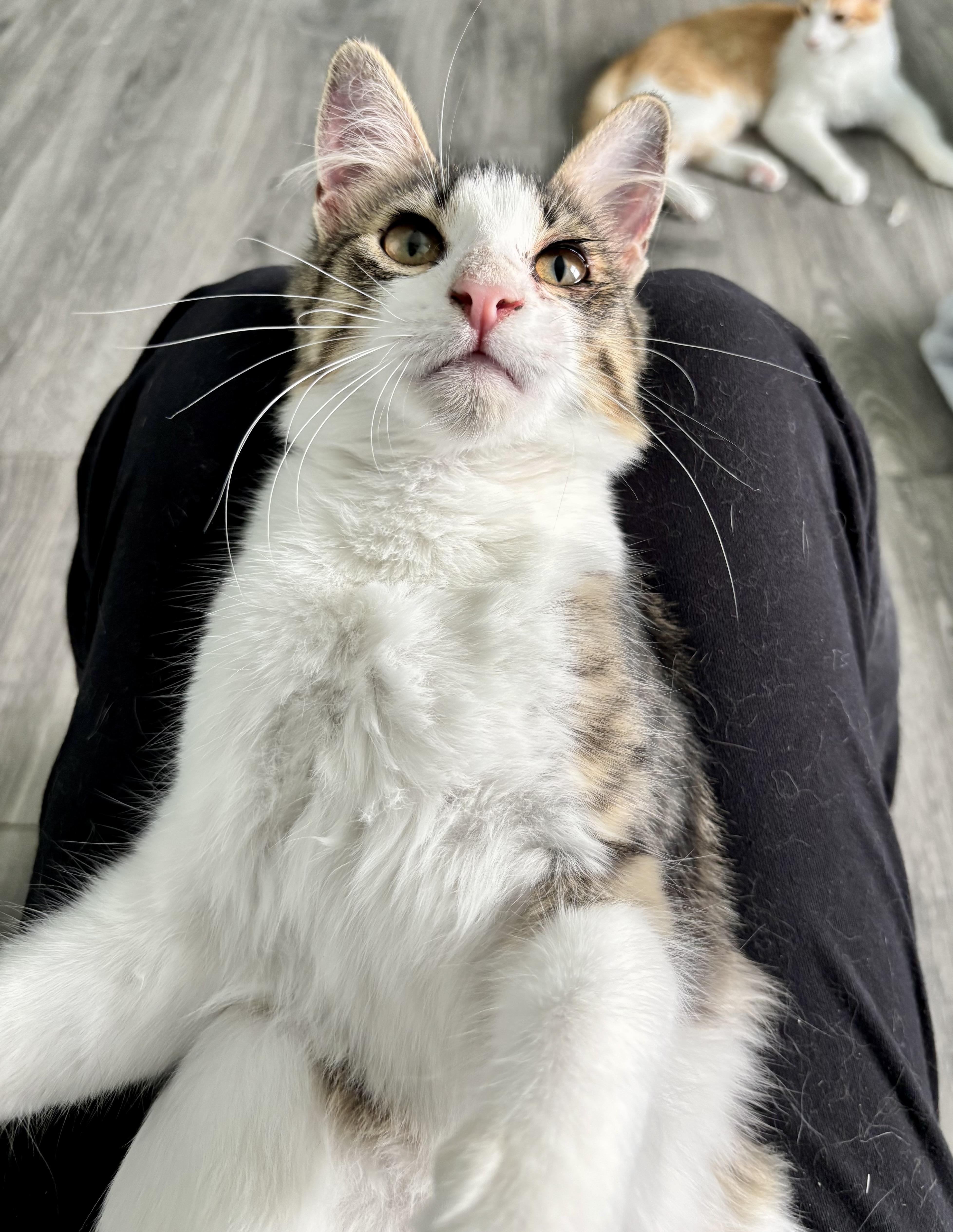 KIWI - LAPCAT LOVEBUG, a Adoptable Domestic Medium Hair in Plano, TX image 3/6