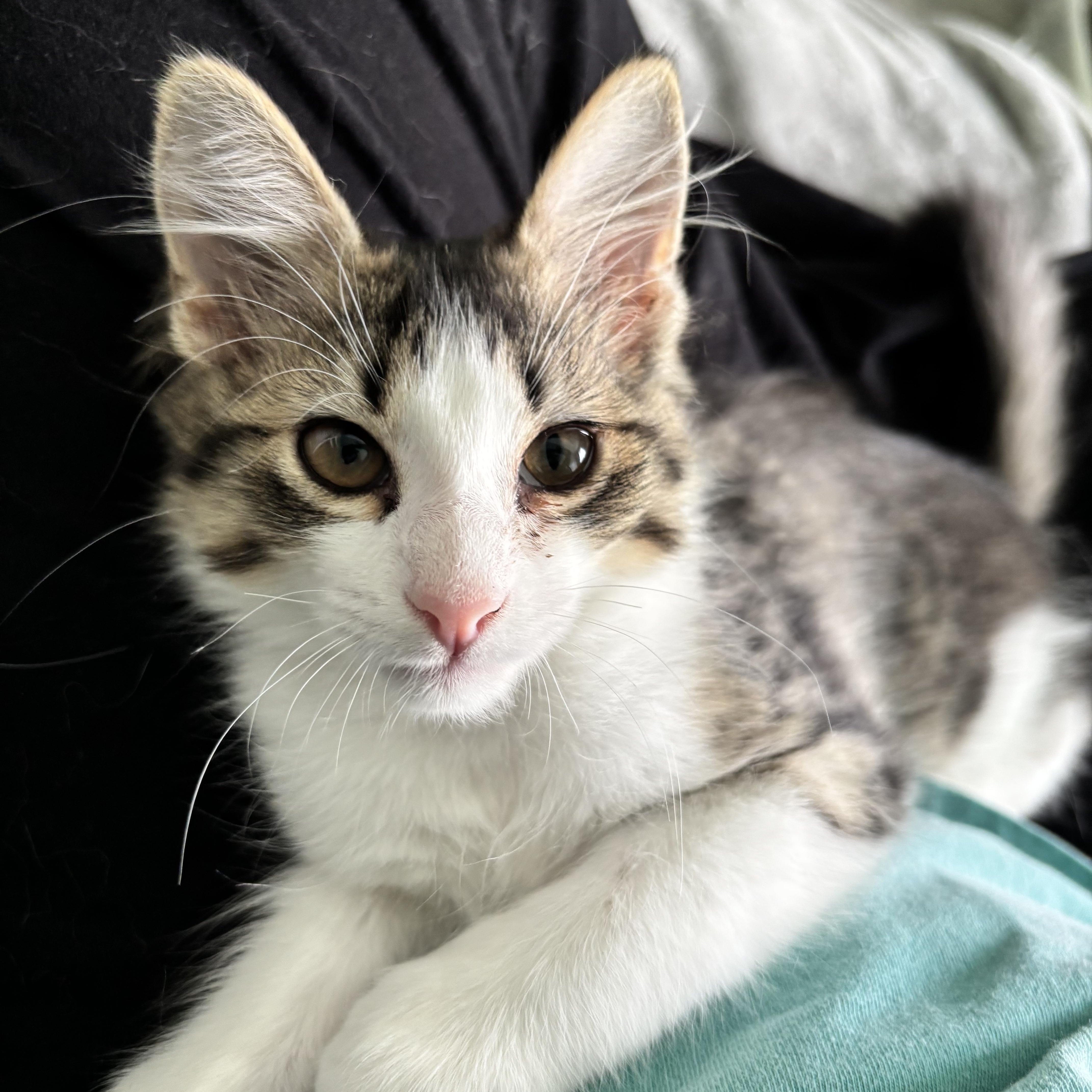 KIWI - LAPCAT LOVEBUG, Adoptable, Young Female Domestic Medium Hair.