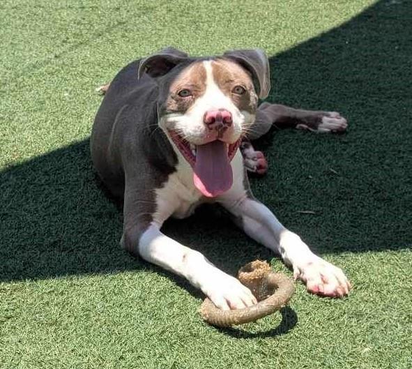Enlarge Kirby - $75 Adoption Fee!  Diamond Dog!, a Adoptable Pit Bull Terrier in Rockwall, TX image 1/3
