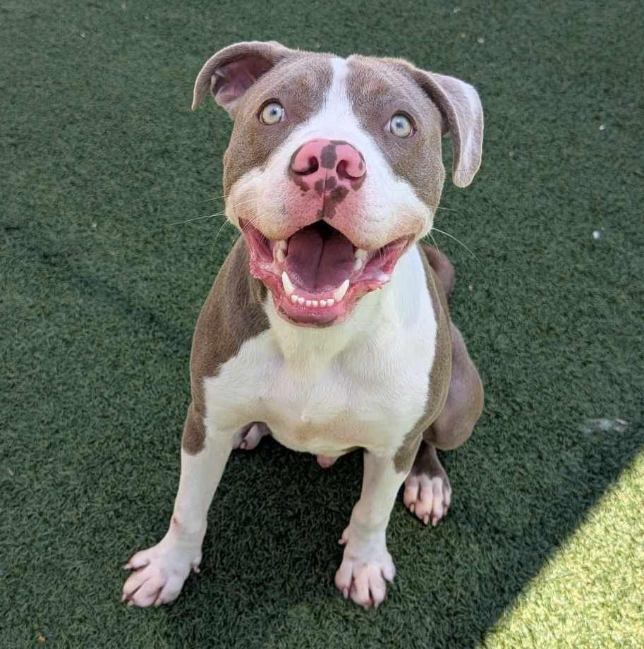Enlarge Kirby - $75 Adoption Fee!  Diamond Dog!, a Adoptable Pit Bull Terrier in Rockwall, TX image 2/3