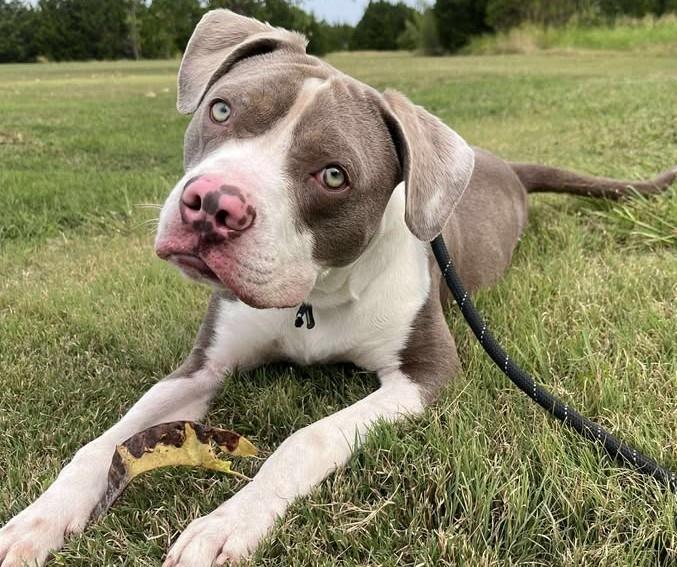 Enlarge Kirby - $75 Adoption Fee!  Diamond Dog!, a Adoptable Pit Bull Terrier in Rockwall, TX image 3/3