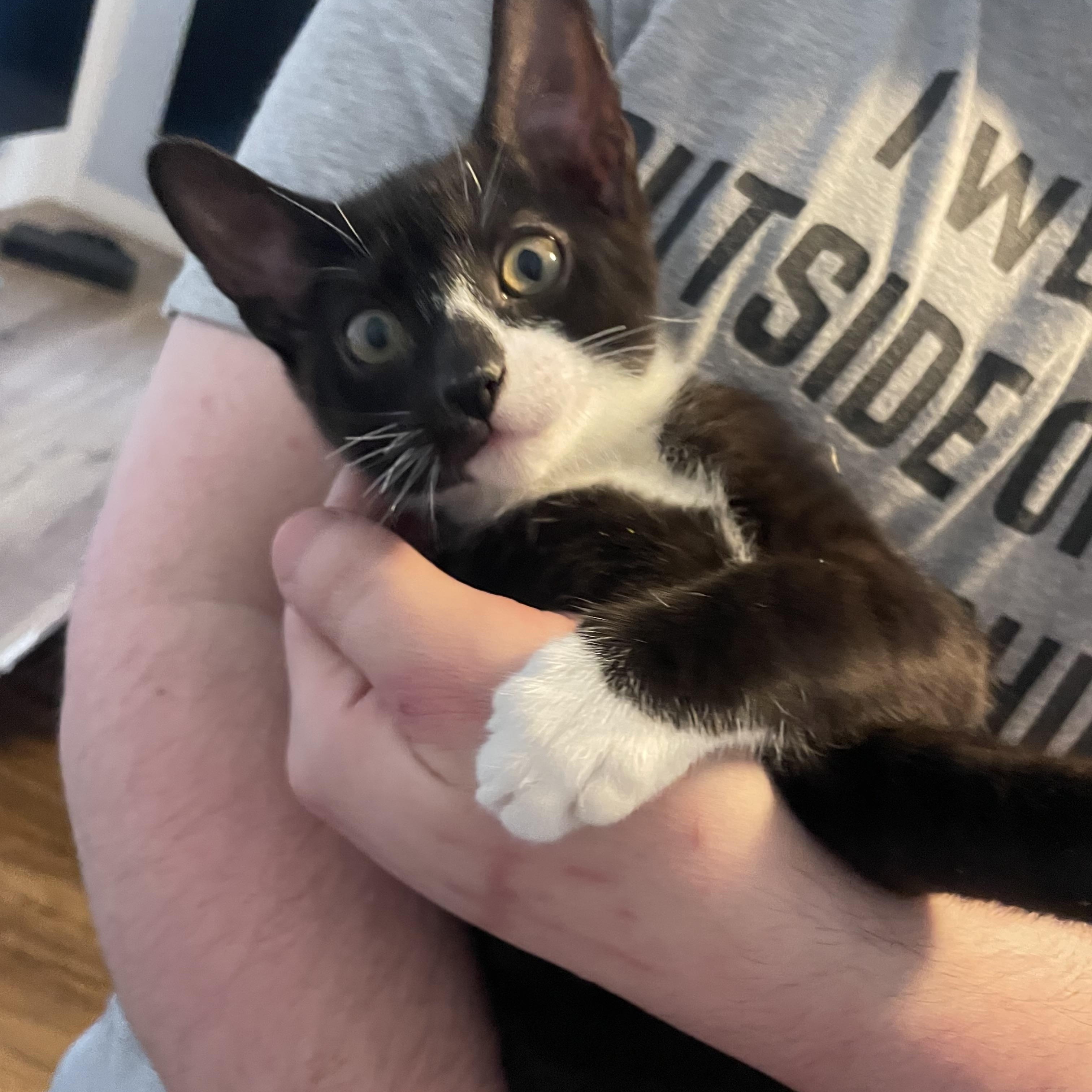 Enlarge Aster, a Adoptable Domestic Short Hair in Douglas, MA image 3/5