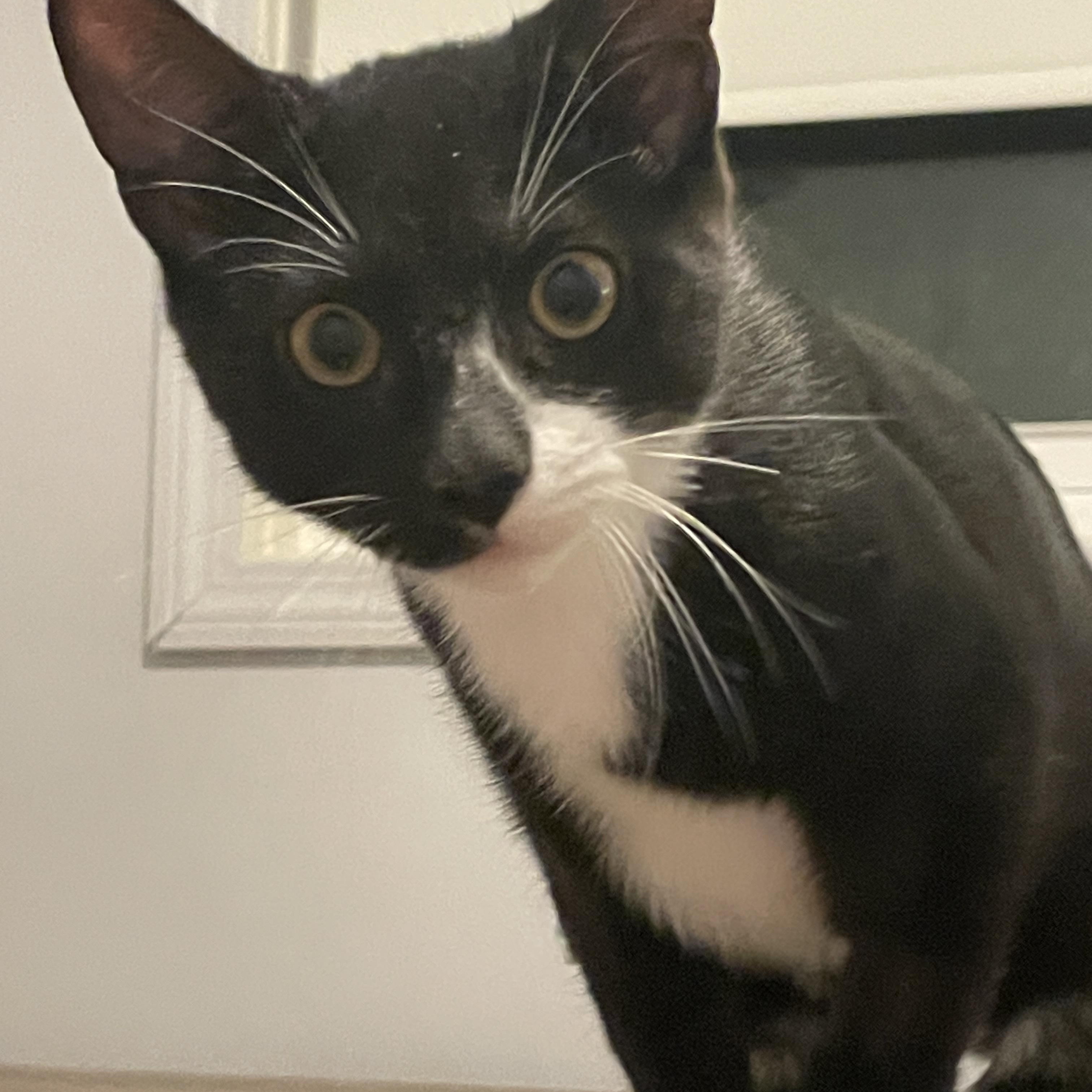 Enlarge Aster, a Adoptable Domestic Short Hair in Douglas, MA image 2/5