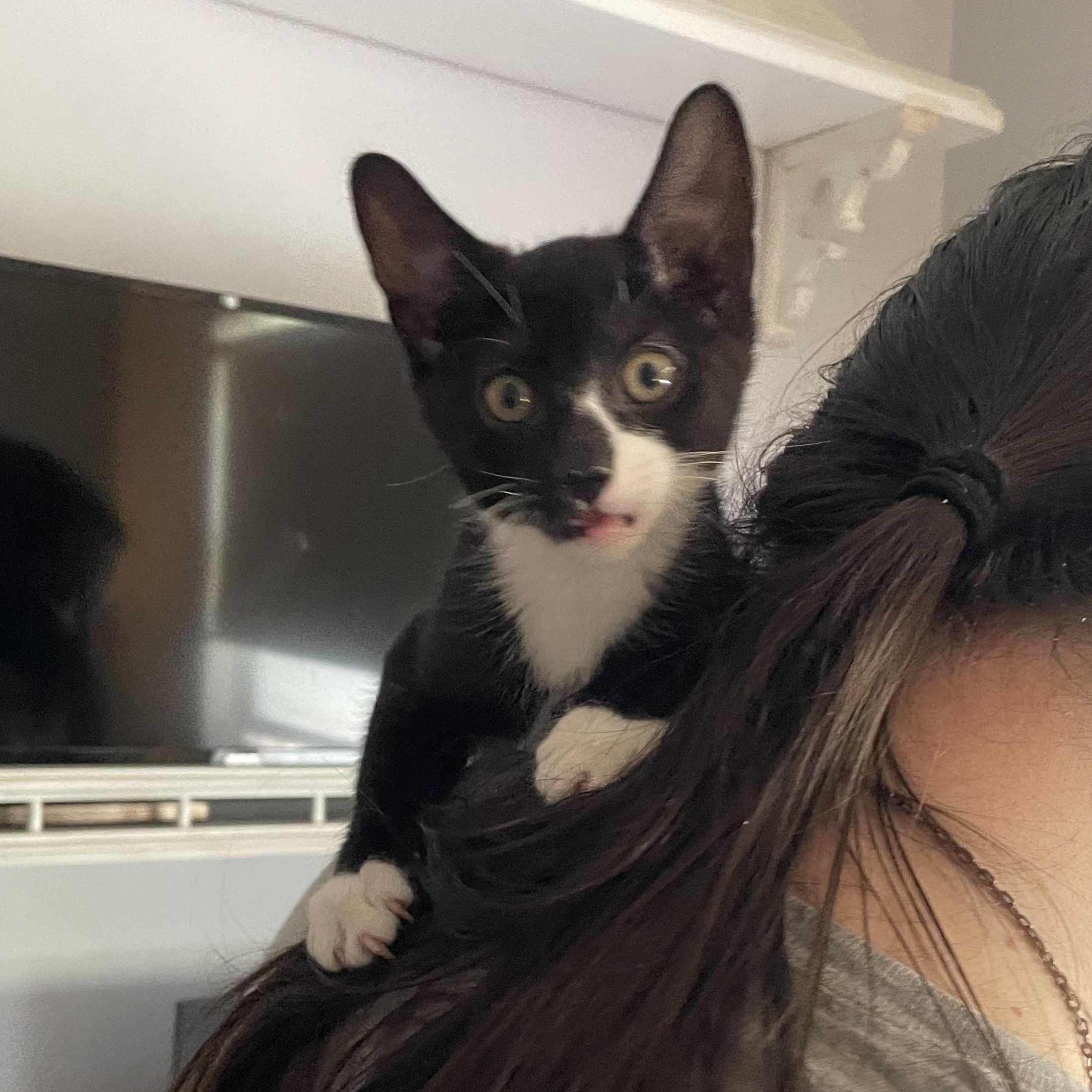 Enlarge Aster, a Adoptable Domestic Short Hair in Douglas, MA image 1/5