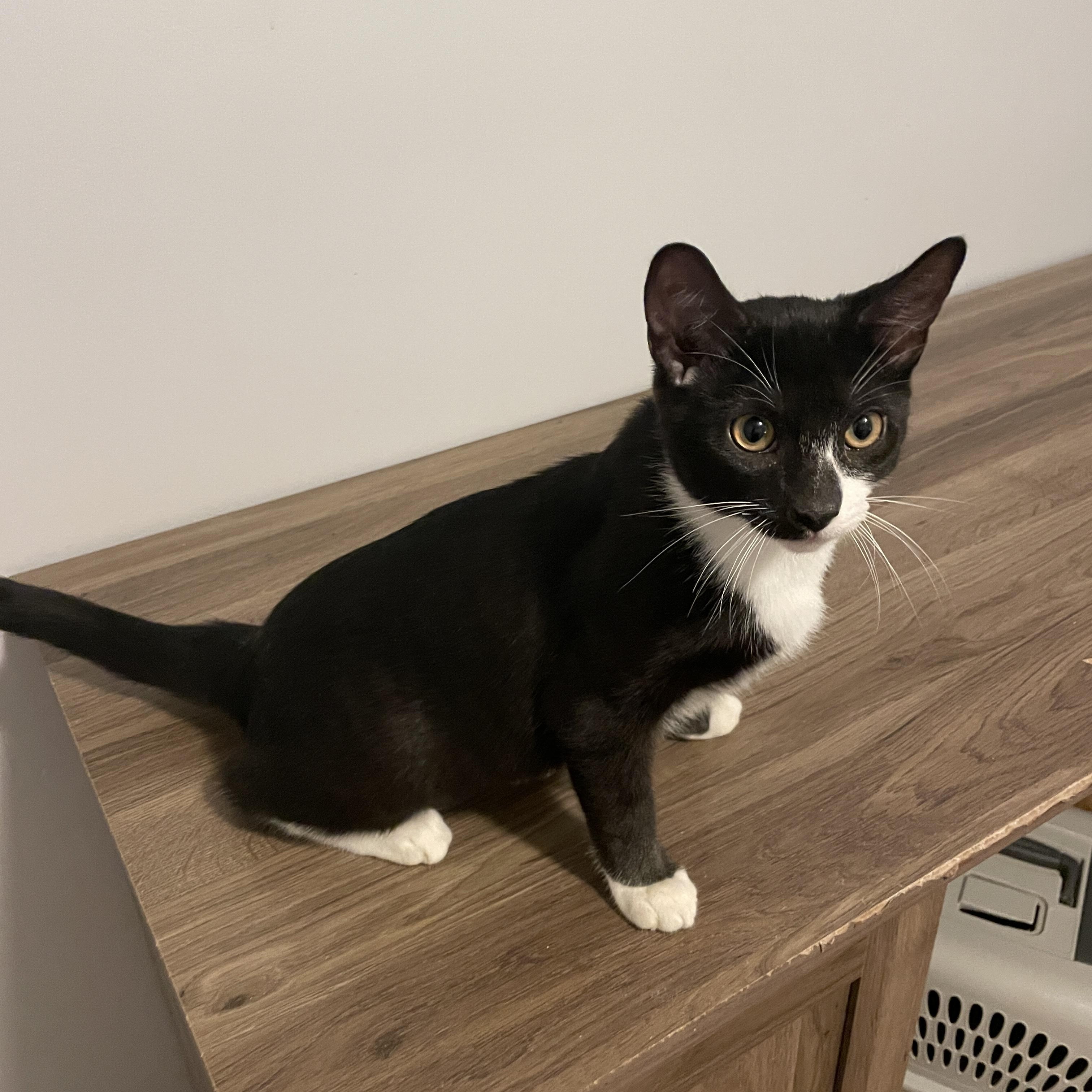 Enlarge Aster, a Adoptable Domestic Short Hair in Douglas, MA image 4/5