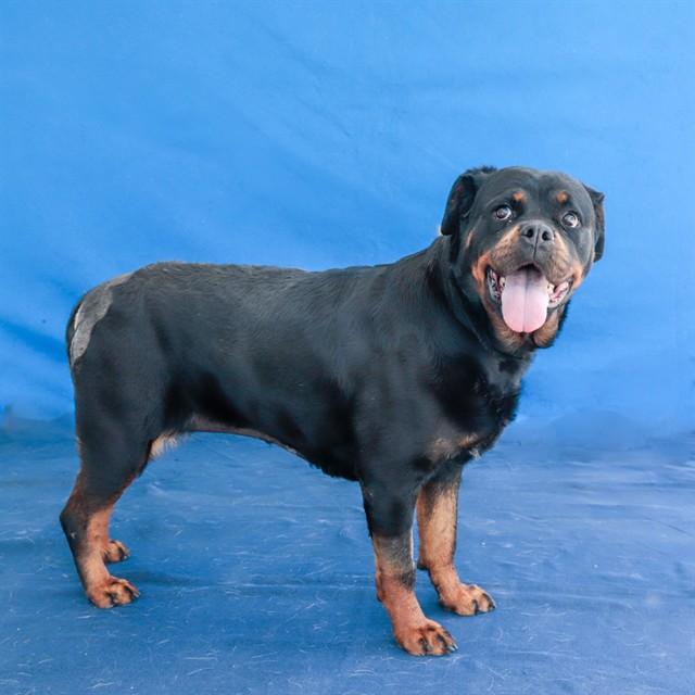 Enlarge ROXY, a Adoptable mixed breed in Baldwin Park, CA image 1/1