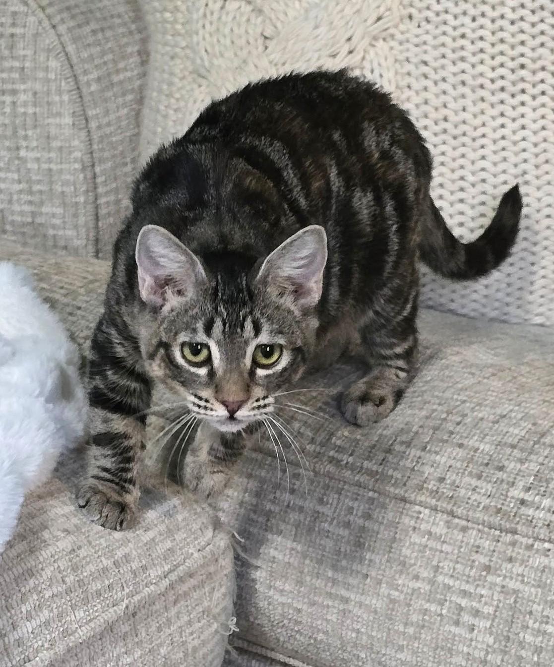 Marlowe, Adoptable, Kitten Female Tabby.