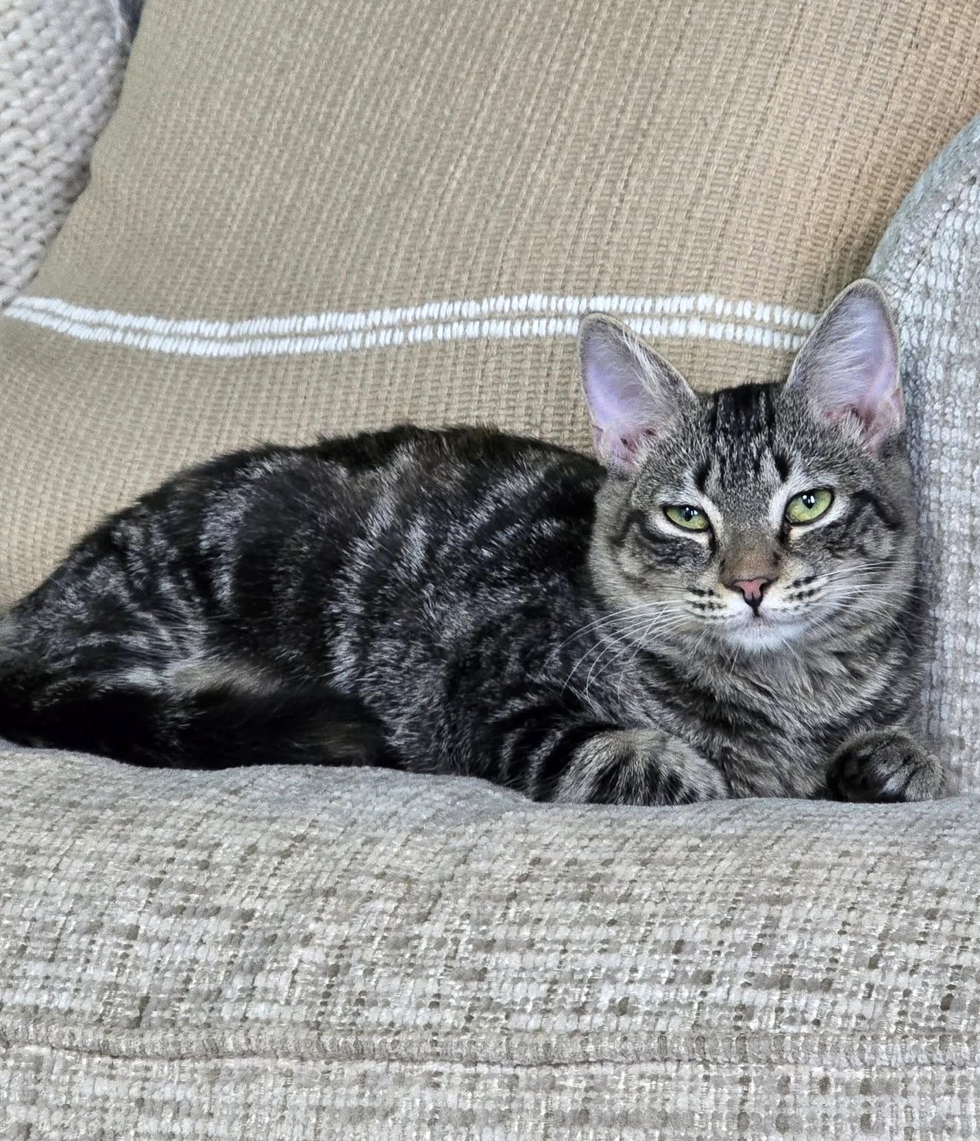 Marlowe, a Adoptable Tabby in Savannah, GA image 1/5