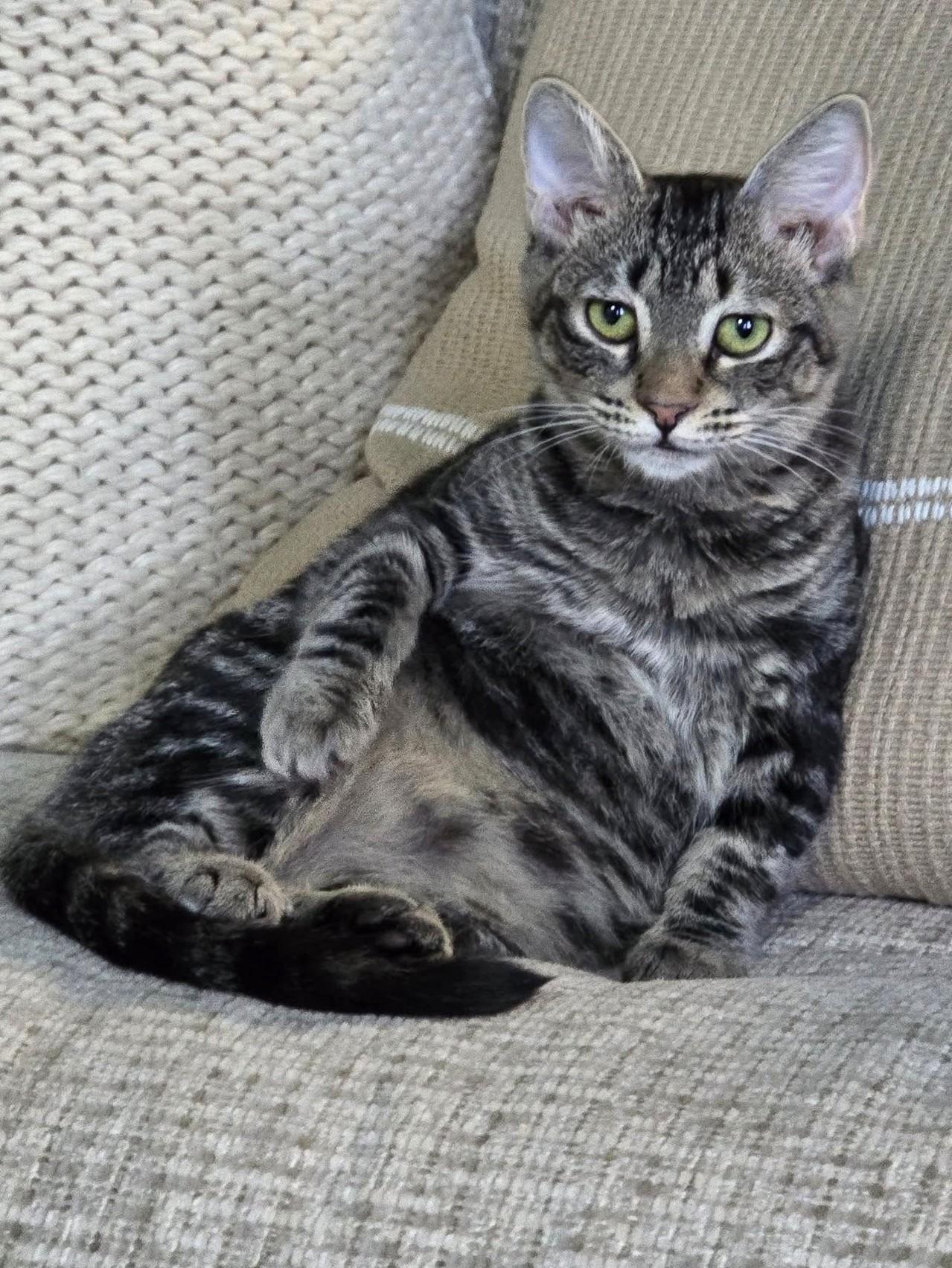 Marlowe, a Adoptable Tabby in Savannah, GA image 2/5