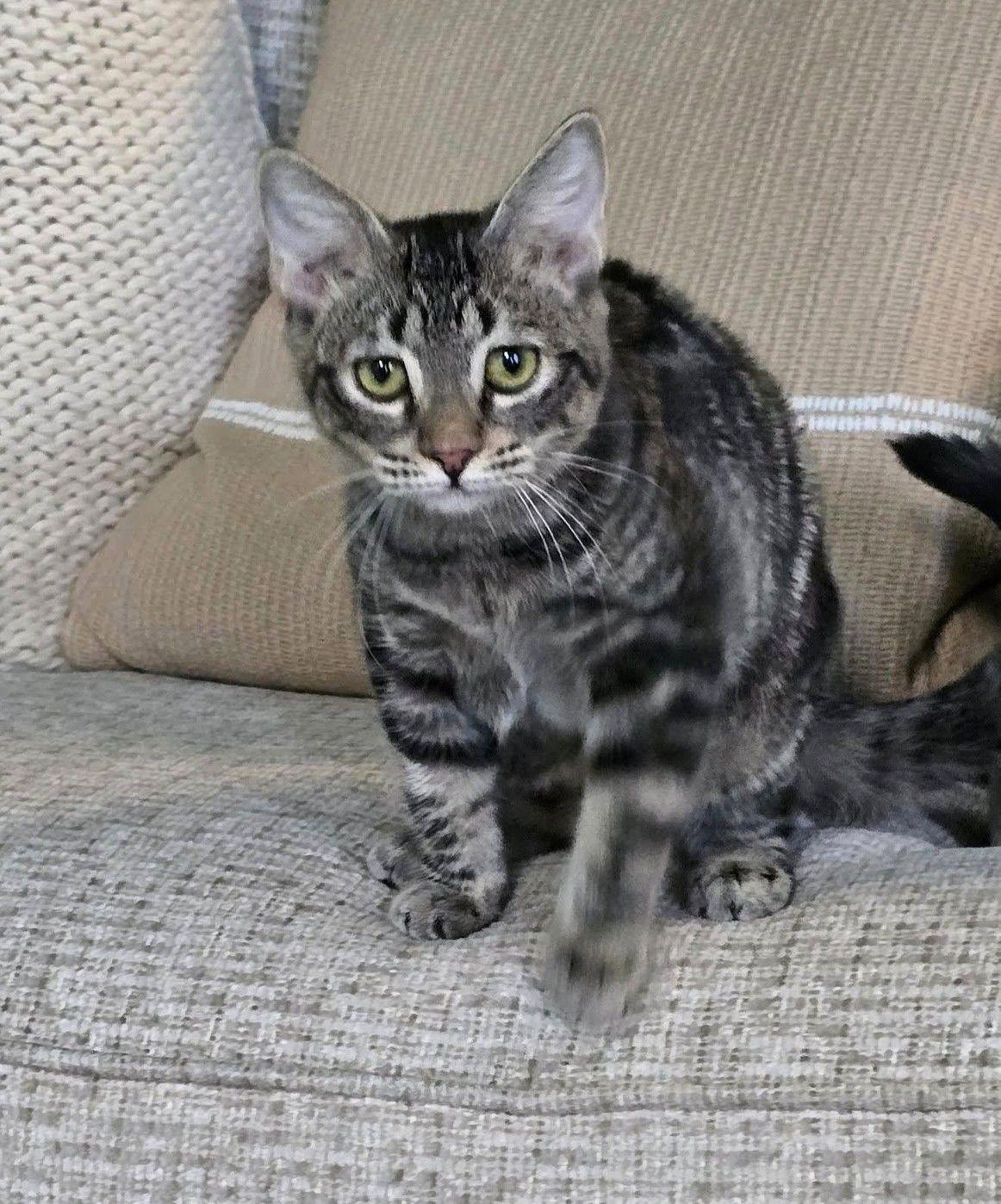 Enlarge Marlowe, a Adoptable Tabby in Savannah, GA image 2/5