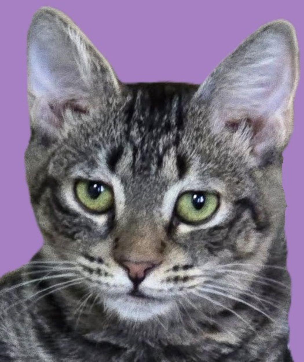Marlowe, a Adoptable Tabby in Savannah, GA image 4/5