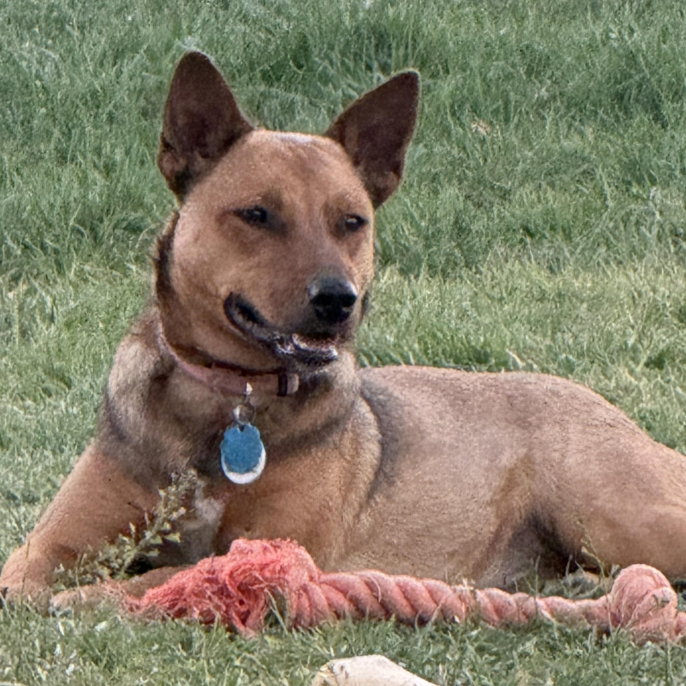 Rachel, a ADOPTABLE mixed breed in San Saba, TX image 5/5