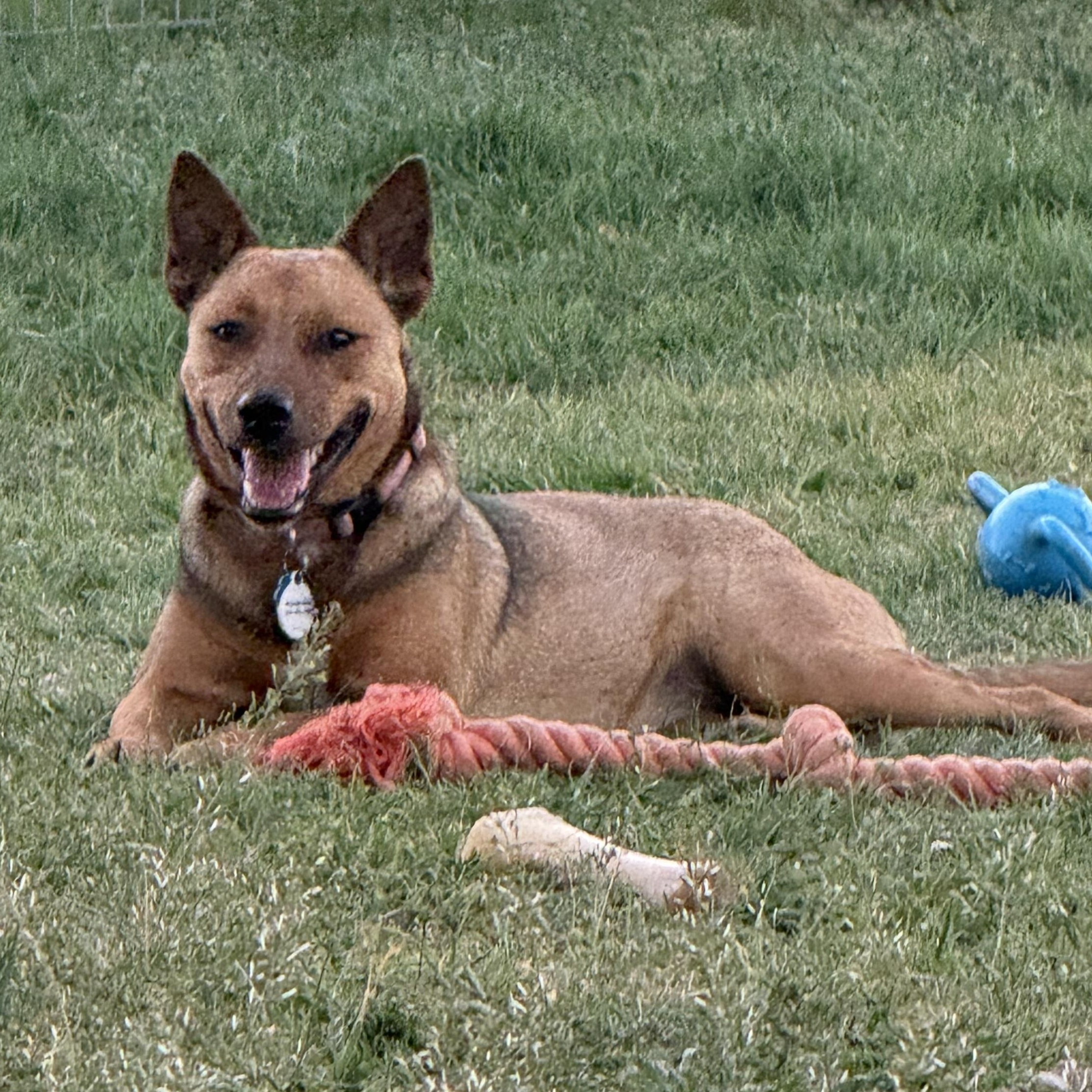 Rachel, a ADOPTABLE mixed breed in San Saba, TX image 2/5
