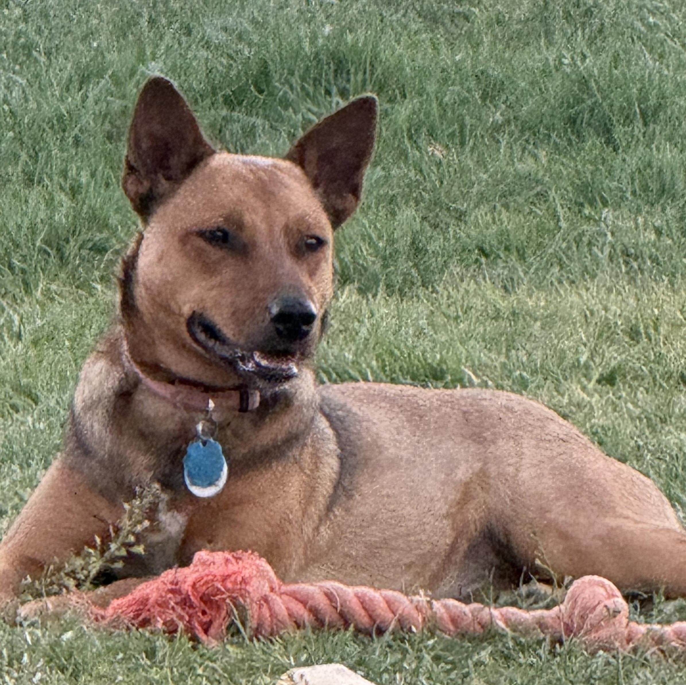 Rachel, ADOPTABLE, Young Female Terrier.