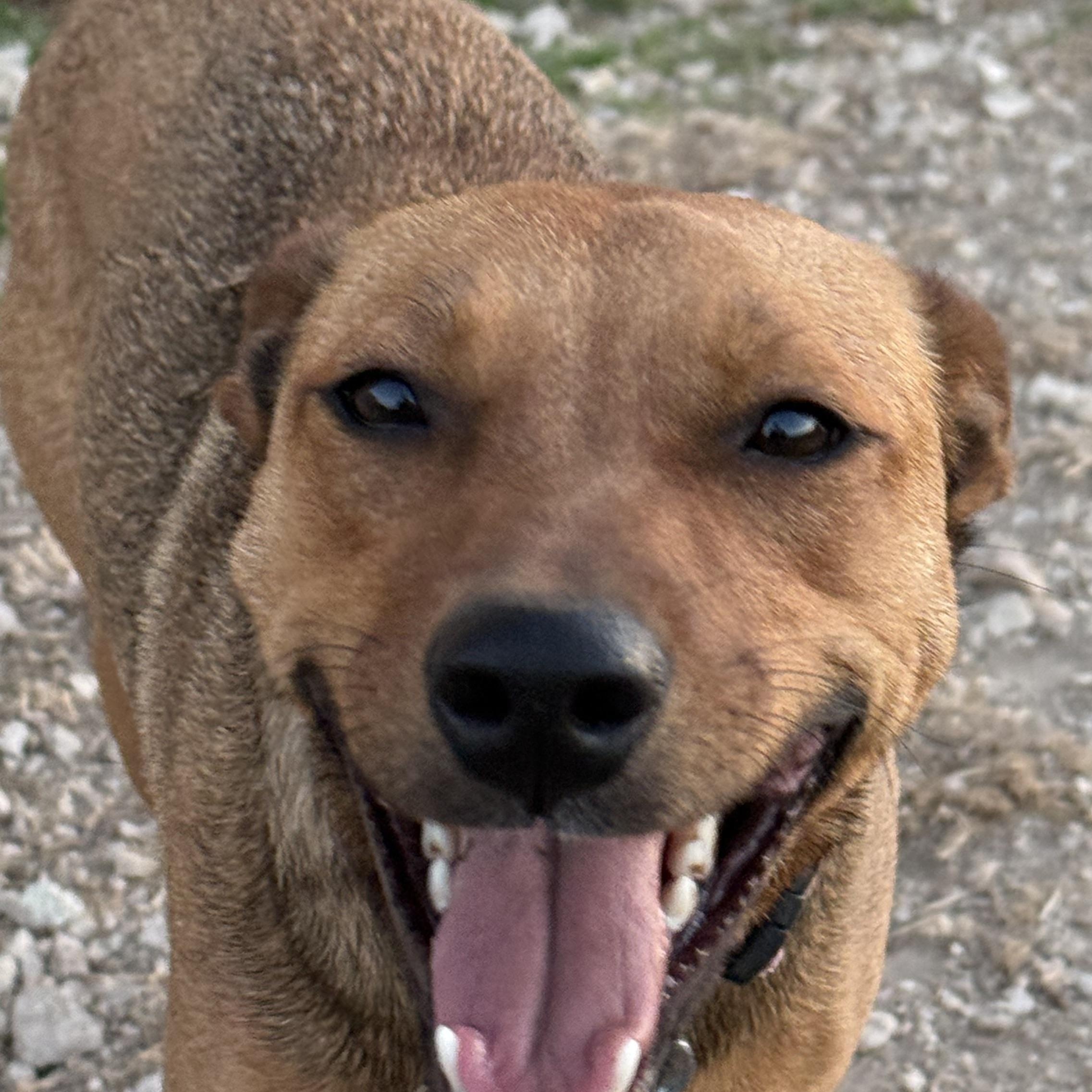 Rachel, a ADOPTABLE mixed breed in San Saba, TX image 4/5