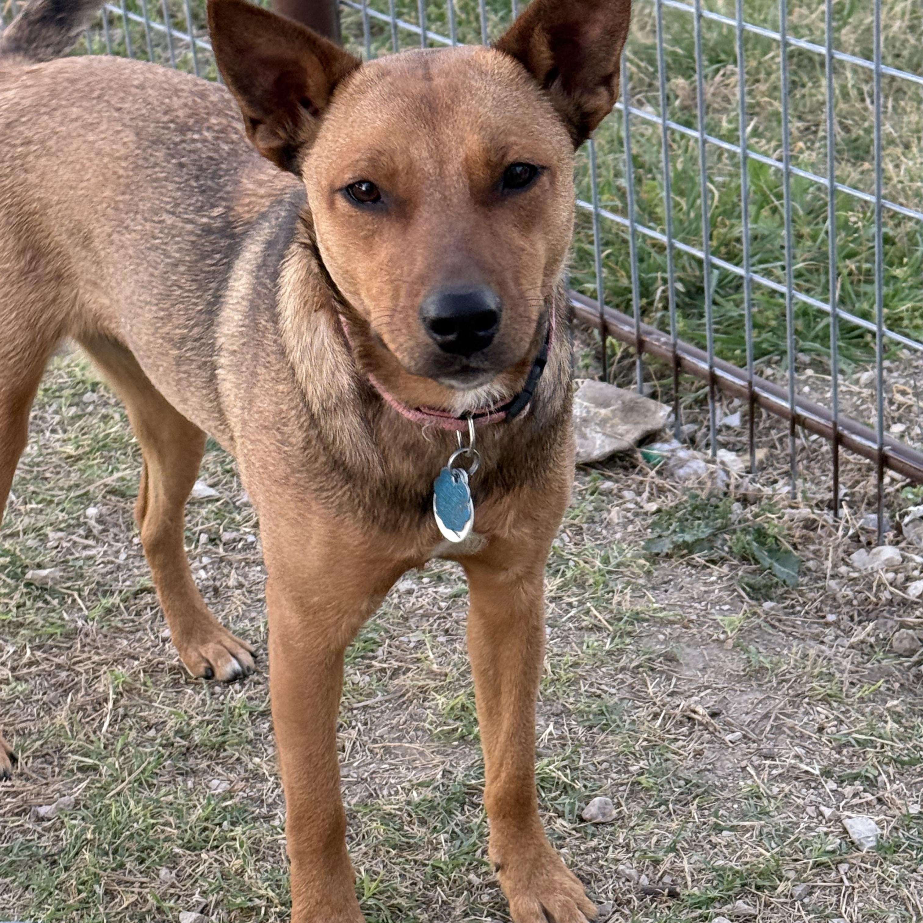 Rachel, a ADOPTABLE mixed breed in San Saba, TX image 3/5