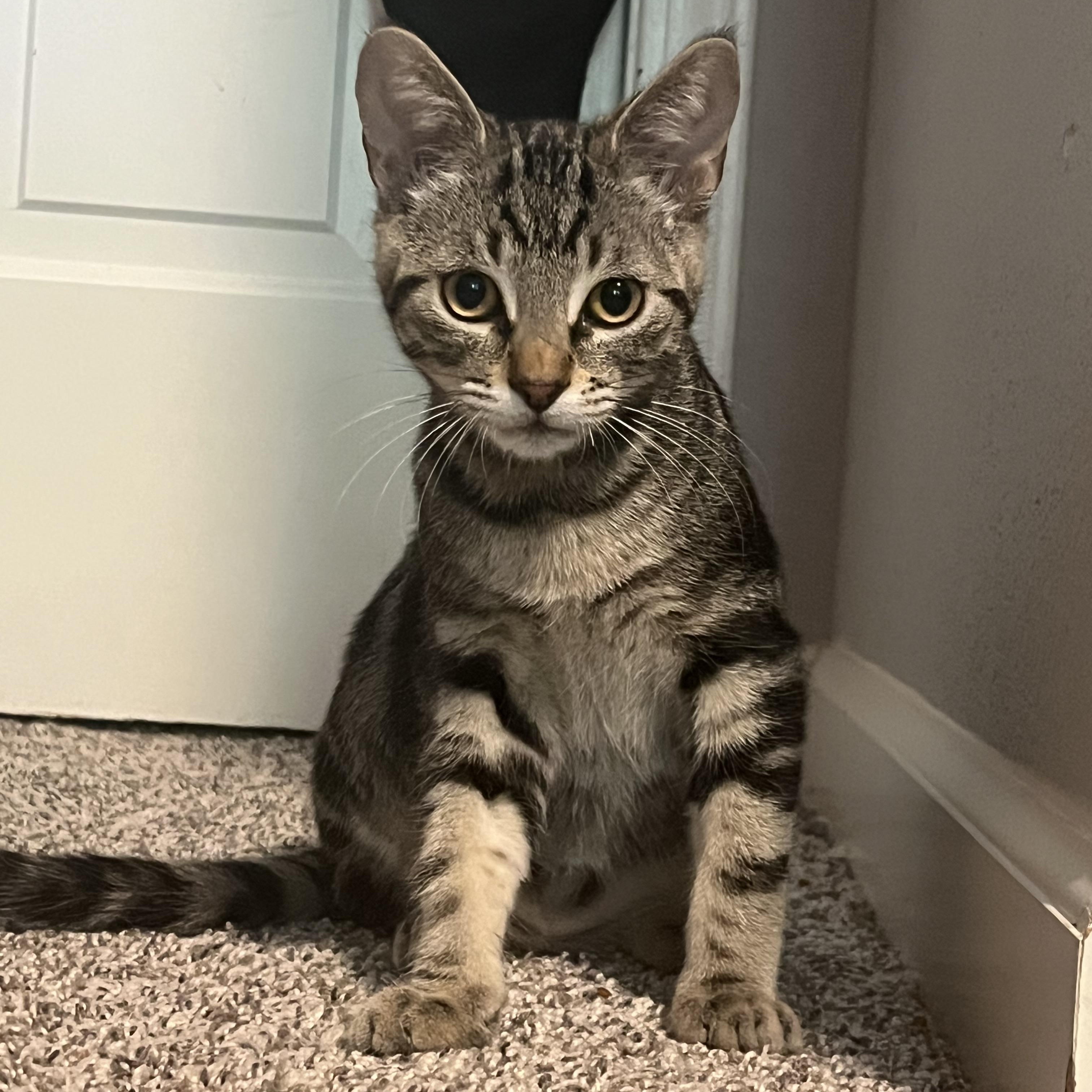 Cilantro, ADOPTABLE, Kitten Male Tabby.