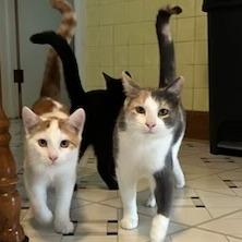 Freddie with Summer, Whitney — thumbnail 2