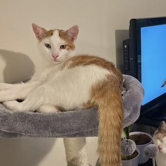 Freddie with Summer, Whitney — thumbnail 3