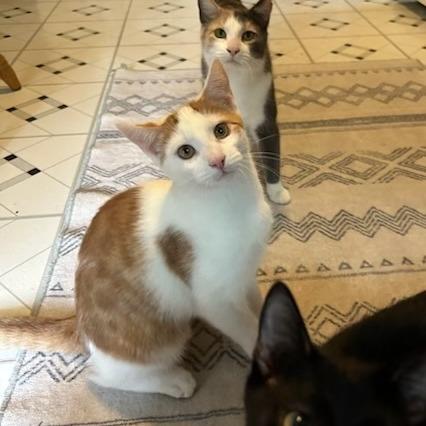 Freddie with Summer, Whitney — thumbnail 4