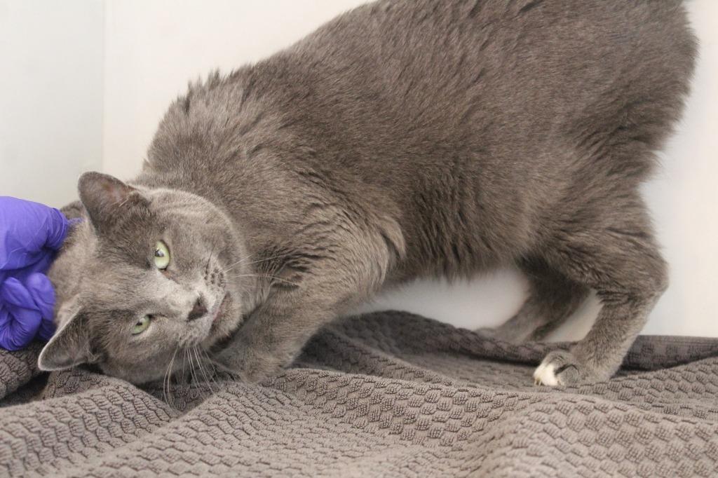 Enlarge Nimbus, a ADOPTABLE Domestic Short Hair in Chestertown, MD image 4/4