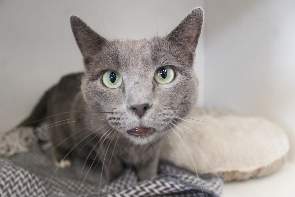 Enlarge Nimbus, a ADOPTABLE Domestic Short Hair in Chestertown, MD image 1/4