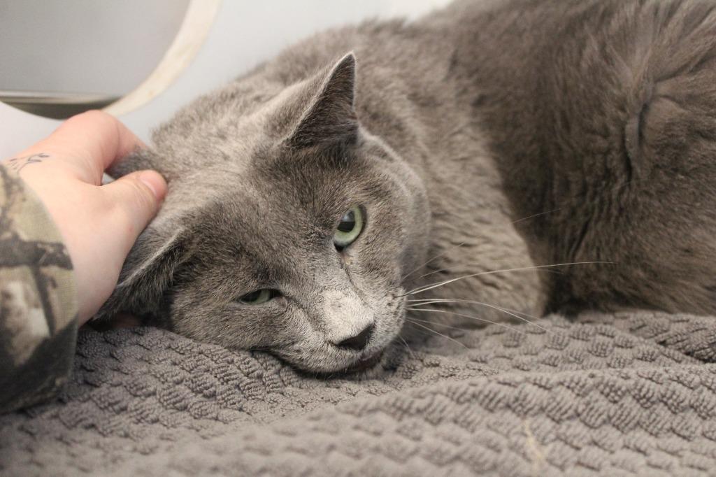 Enlarge Nimbus, a ADOPTABLE Domestic Short Hair in Chestertown, MD image 2/4