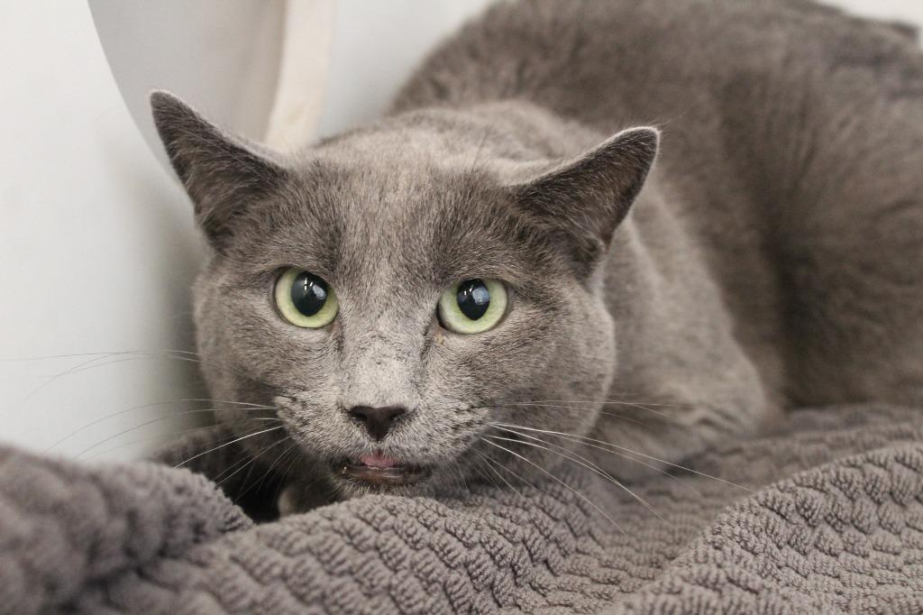 Nimbus, ADOPTABLE, Adult Male Domestic Short Hair.