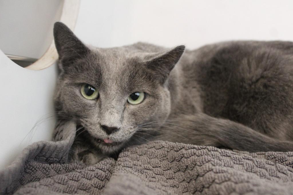Enlarge Nimbus, a ADOPTABLE Domestic Short Hair in Chestertown, MD image 3/4