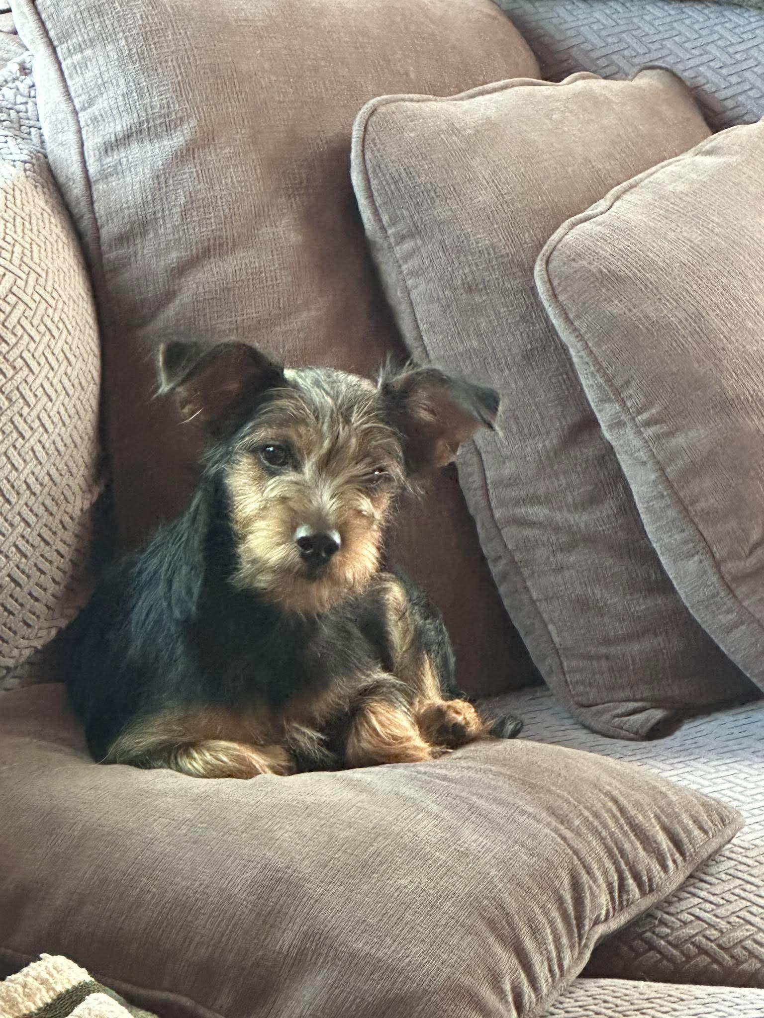Rita, Adopted, Young Female Yorkshire Terrier & Rat Terrier.