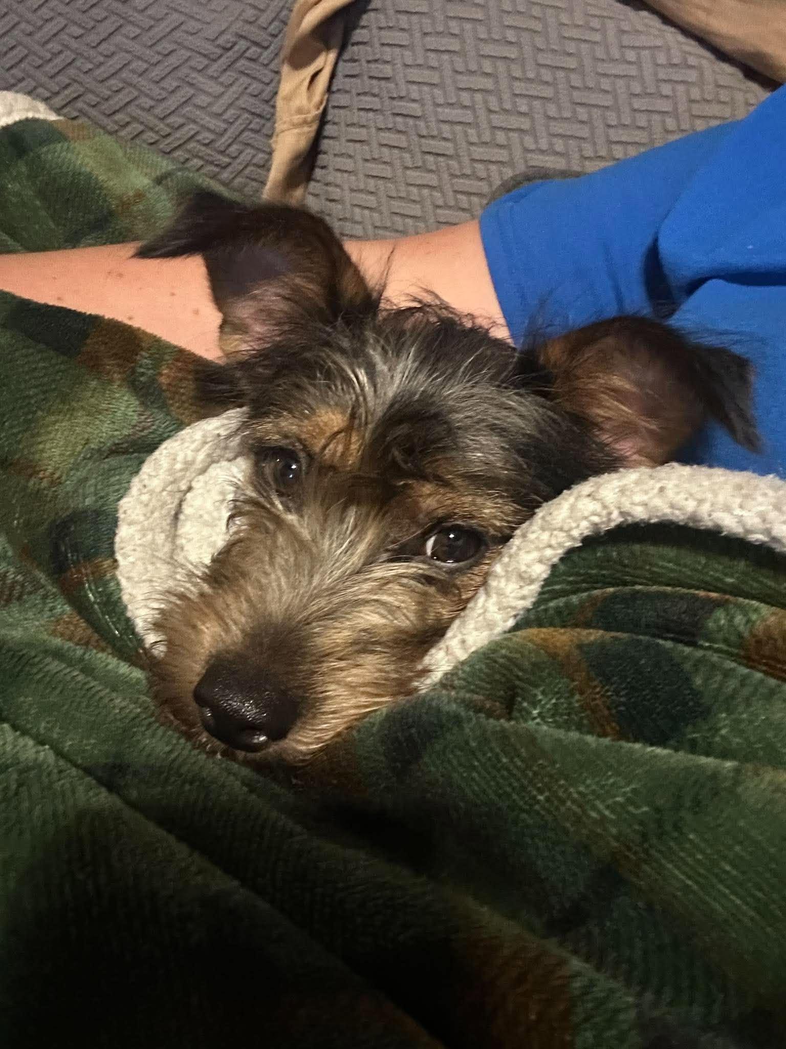 Enlarge Rita, a Adopted mixed breed in Rochester, NY image 2/5