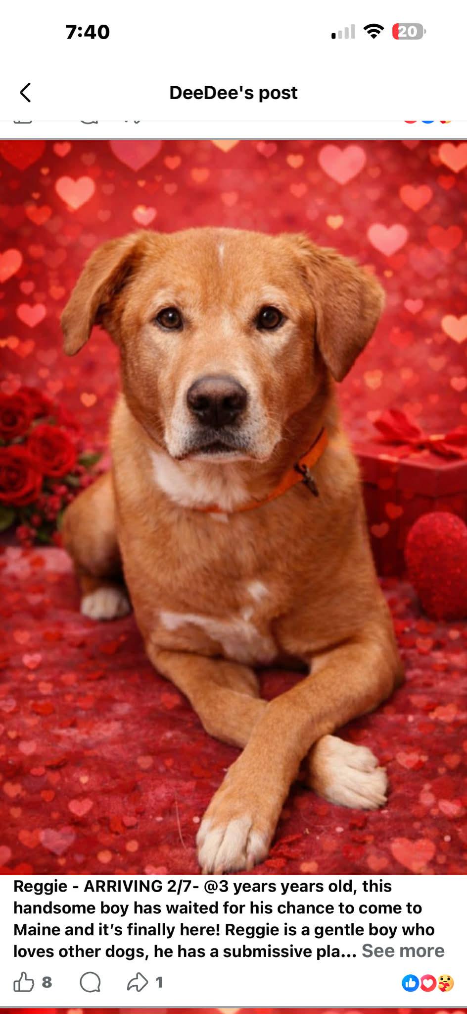 Enlarge Reggie, a ADOPTABLE mixed breed in Brunswick, ME image 1/1