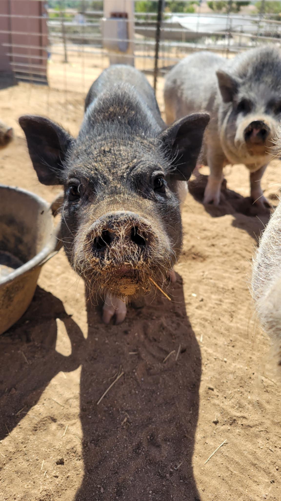 Enlarge Billie Jo, a Adopted Pot Bellied in Agua Dulce, CA image 1/1