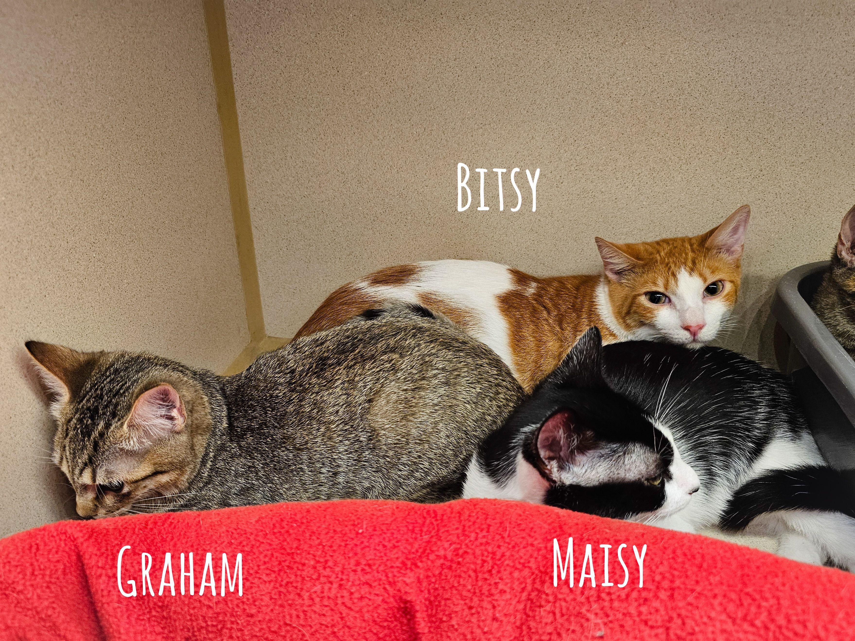 Graham, a Adoptable Domestic Short Hair in Naples, FL image 1/5